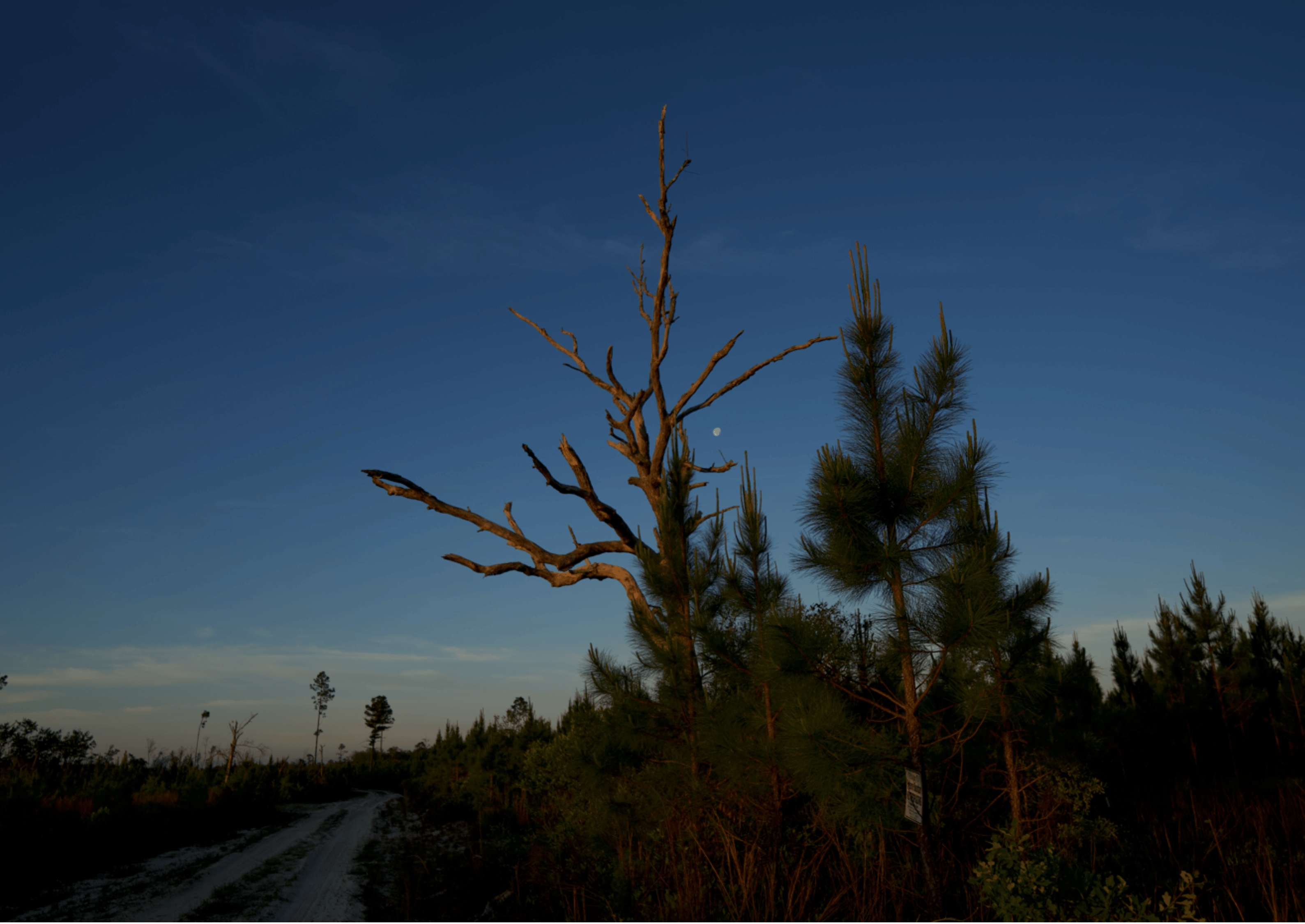 The sky remains blue at dusk, featuring pines and a barren oak in the foreground.