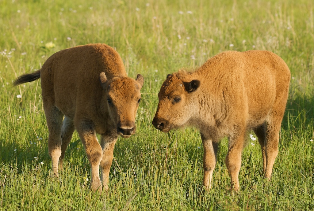 Bison in a prairie.