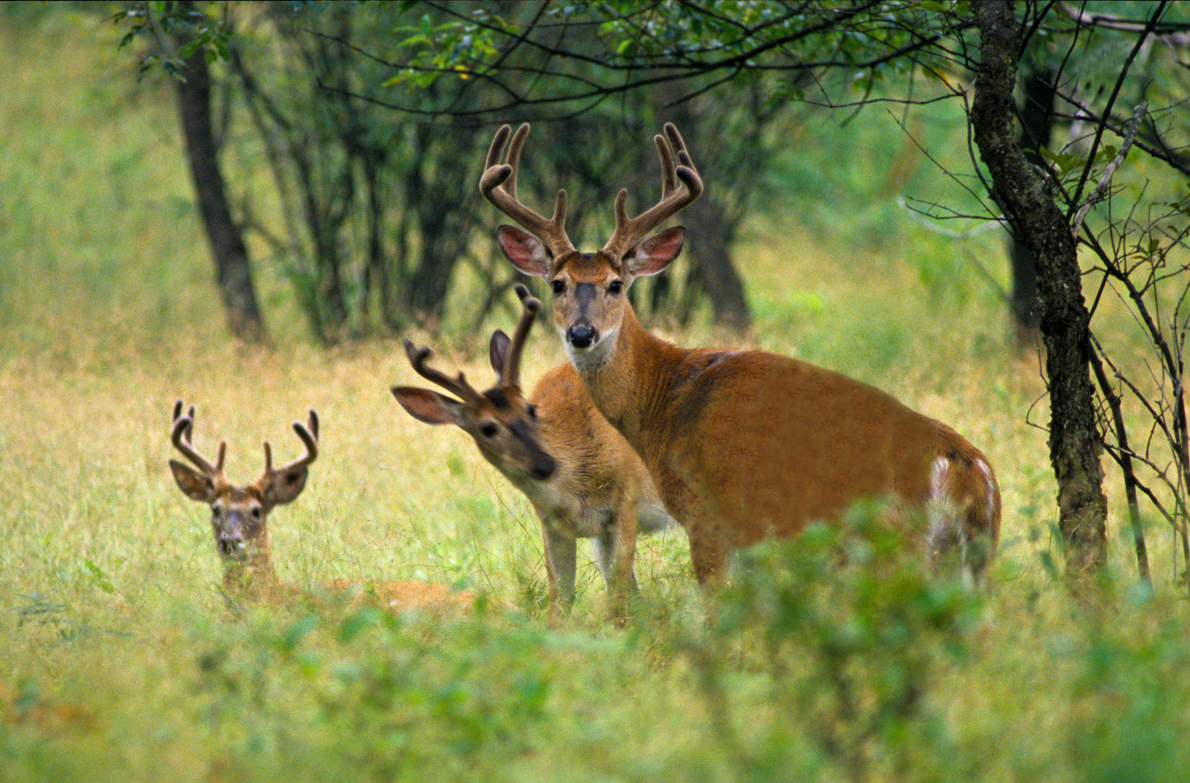 three white tailed deer in a forest.