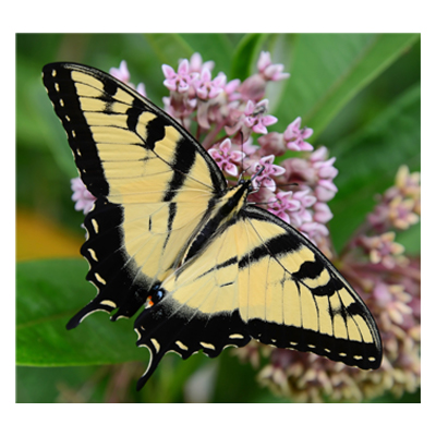 Yellow and black tiger swallowtail on a purple flower.