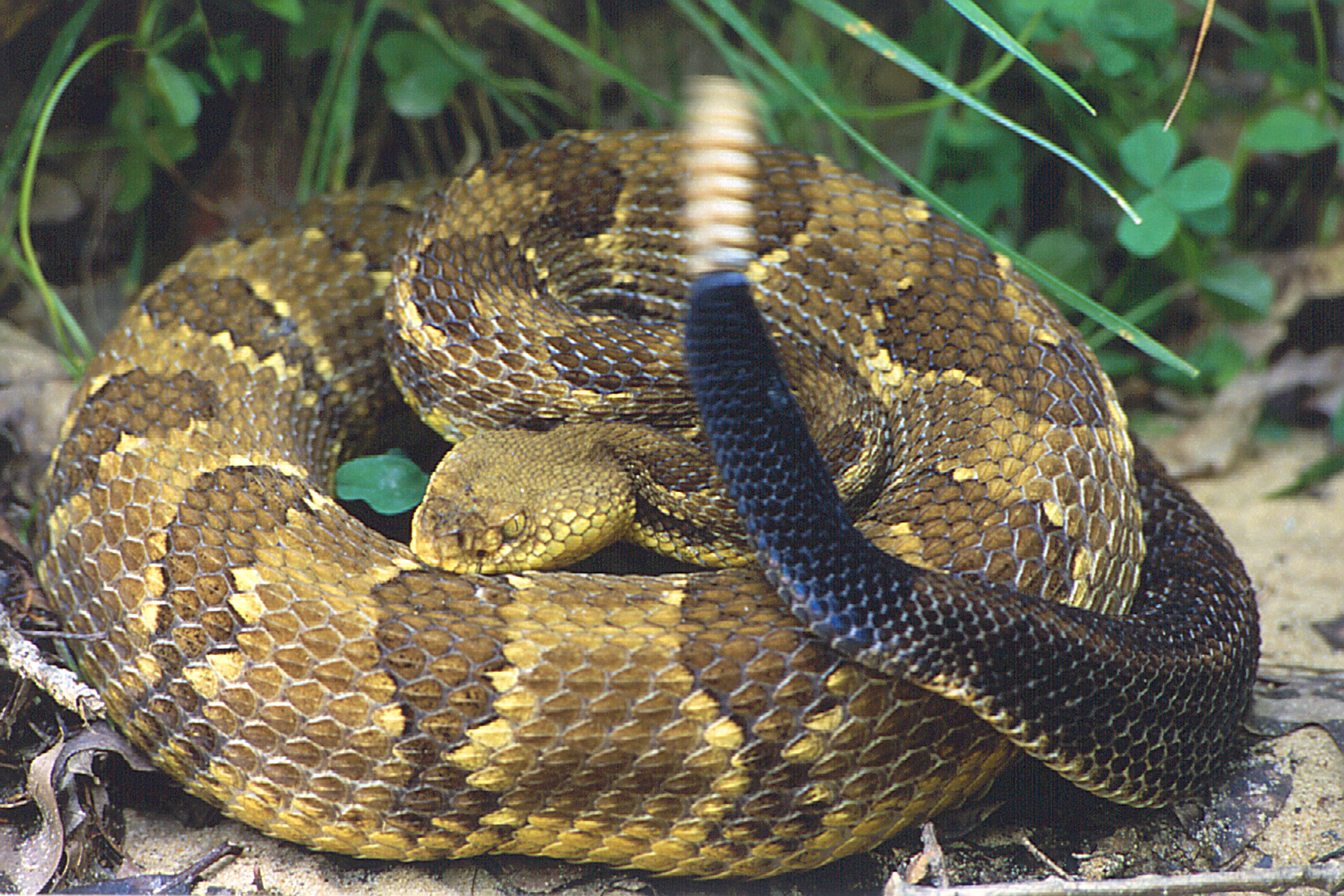 A coiled snake with brown and gold scales.