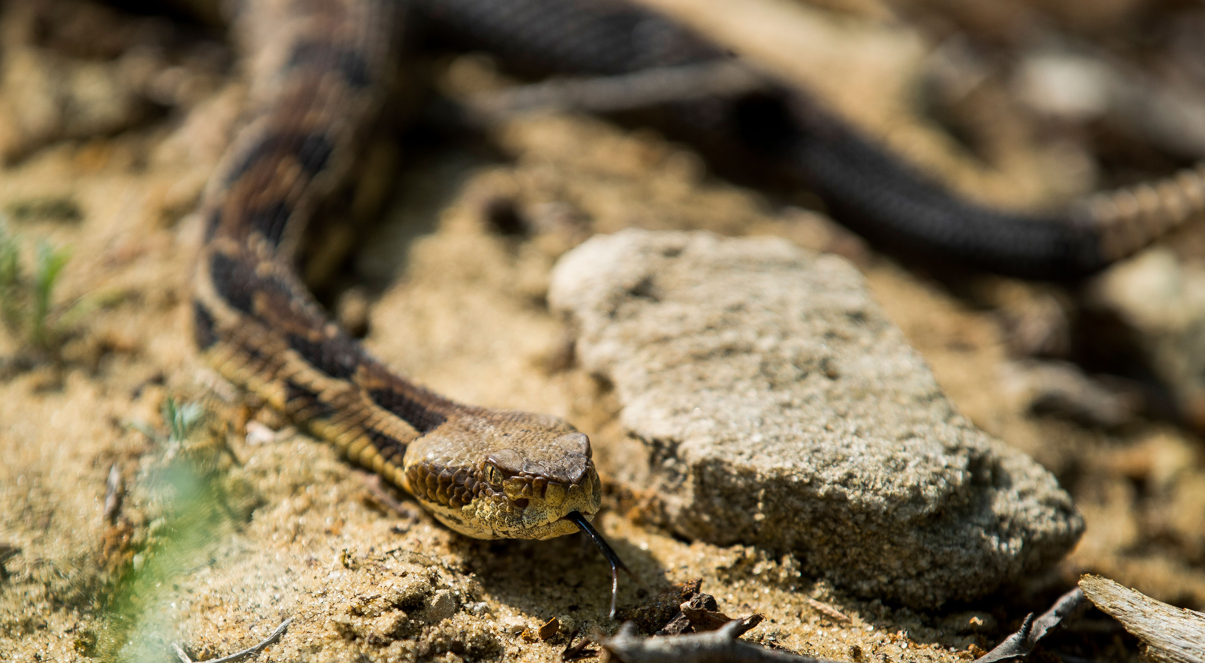 Close up of a snake's face and a portion of its body