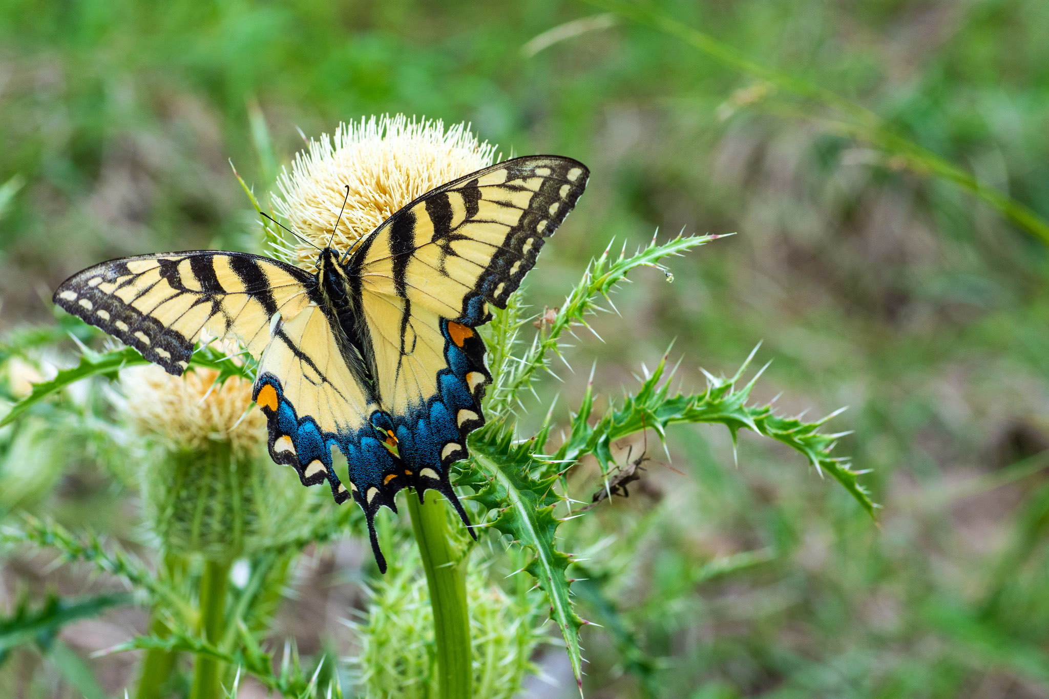A tiger swallowtail butterfly sits on a yellow flower.
