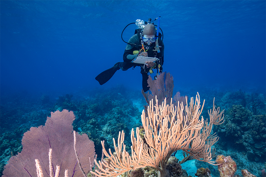 A SCUBA diver underwater uses a waterproof notebook and pen to take notes on the coral he is swimming next to.