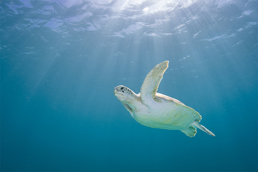 A large turtle swims through blue water.