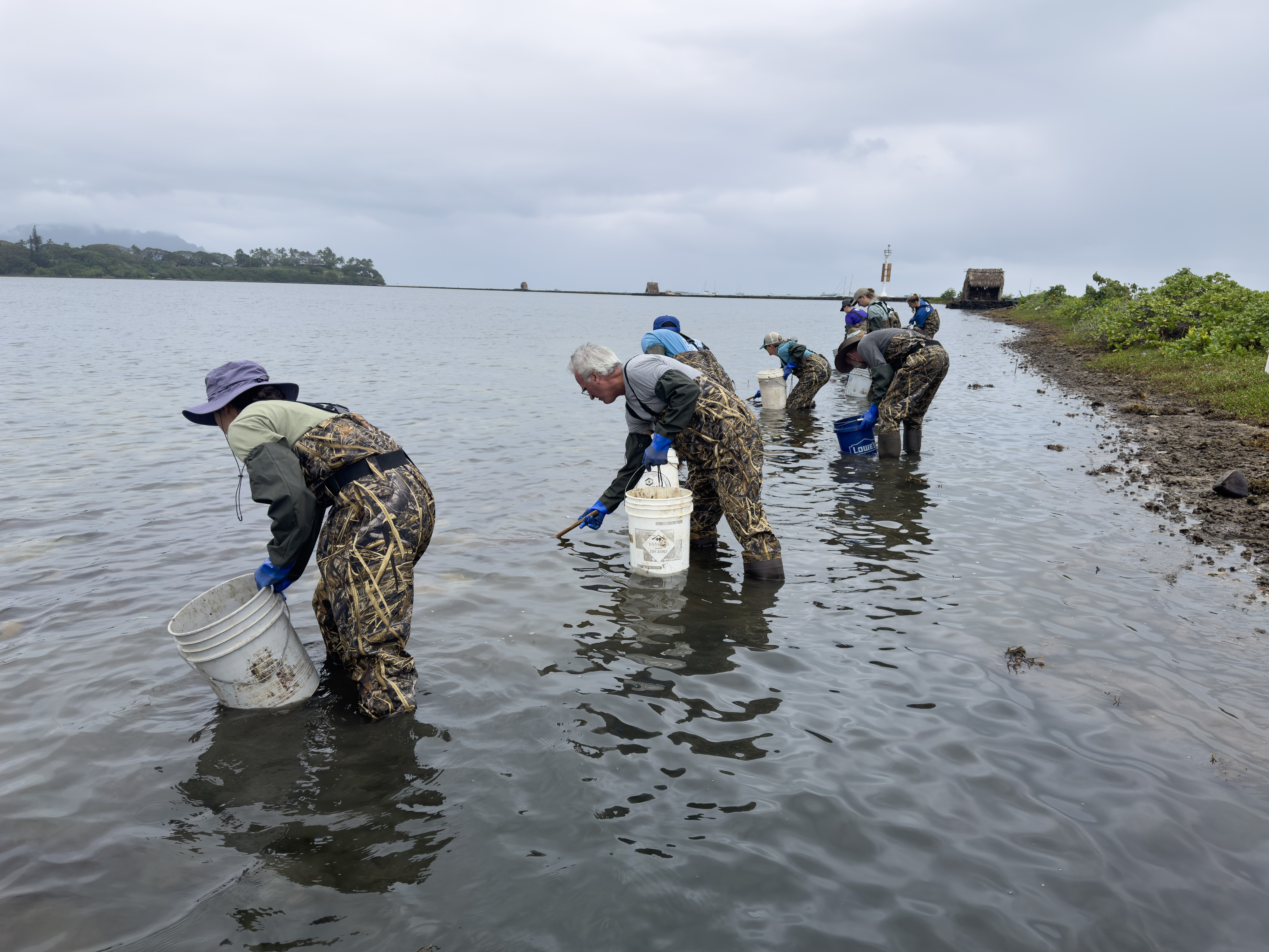 Paepae O He’eia staff and volunteers clear invasive jellyfish from fishpond at He’eia.