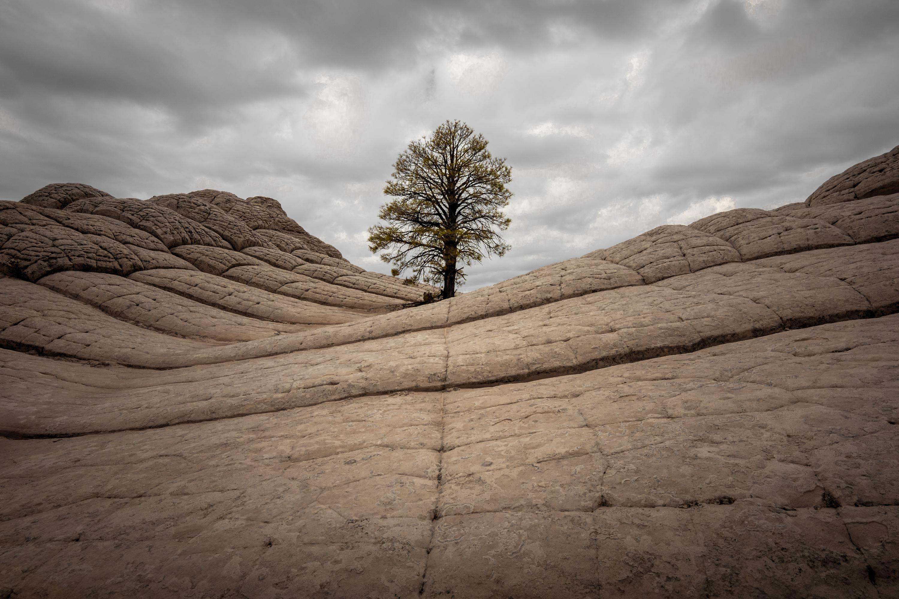 A lone tree grows amidst rock on a high cliff.