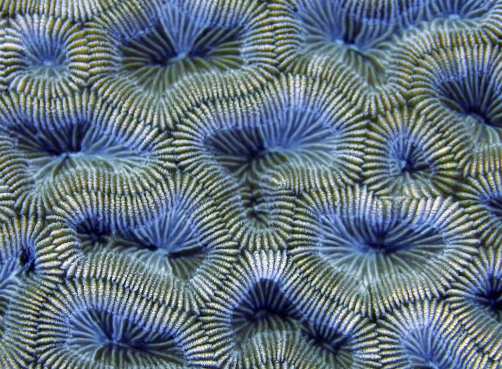 Closeup view of brain coral with multiple irregularly shaped spheres with yellow edges and blue interiors.