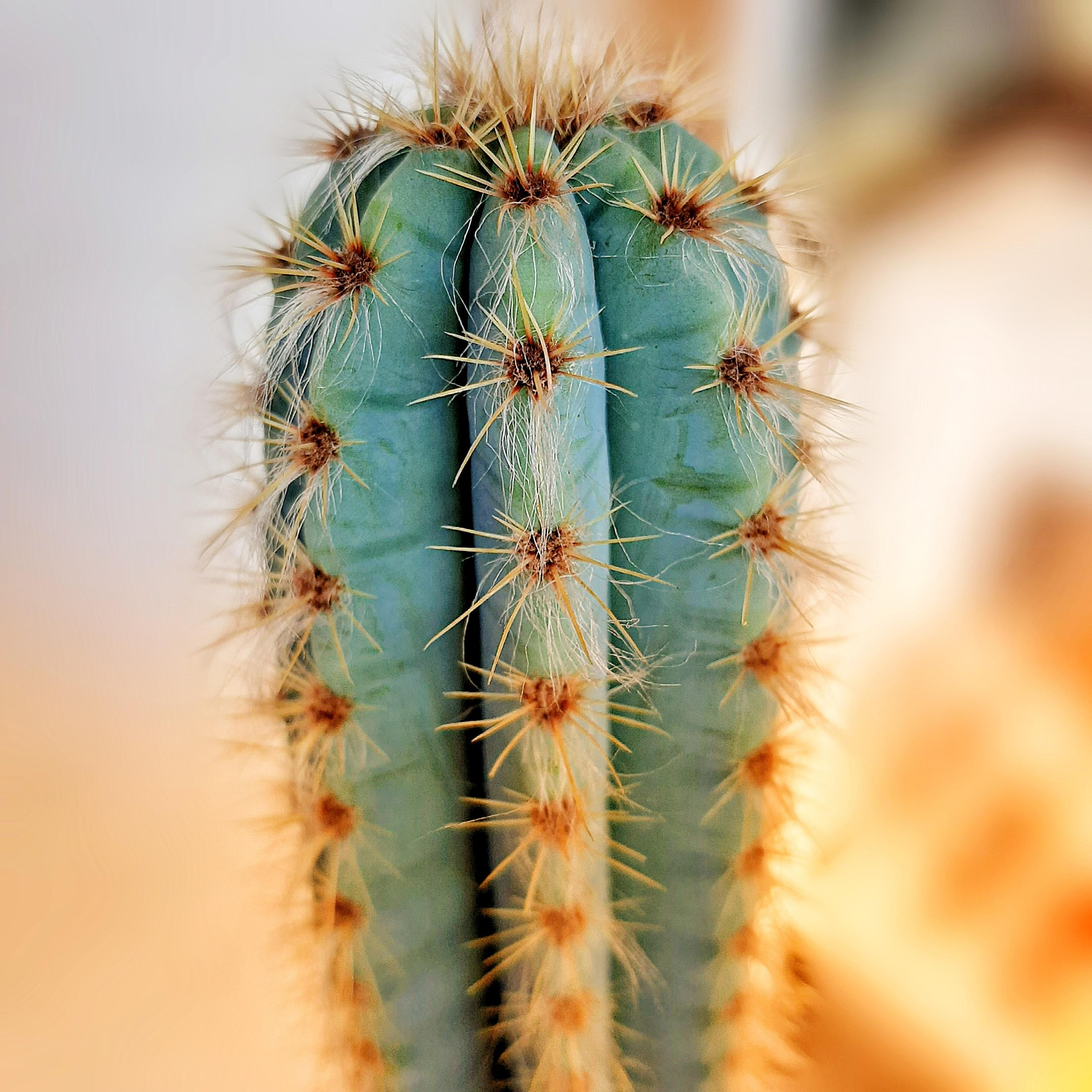 Closeup view of a blue cactus with bright orange spines.