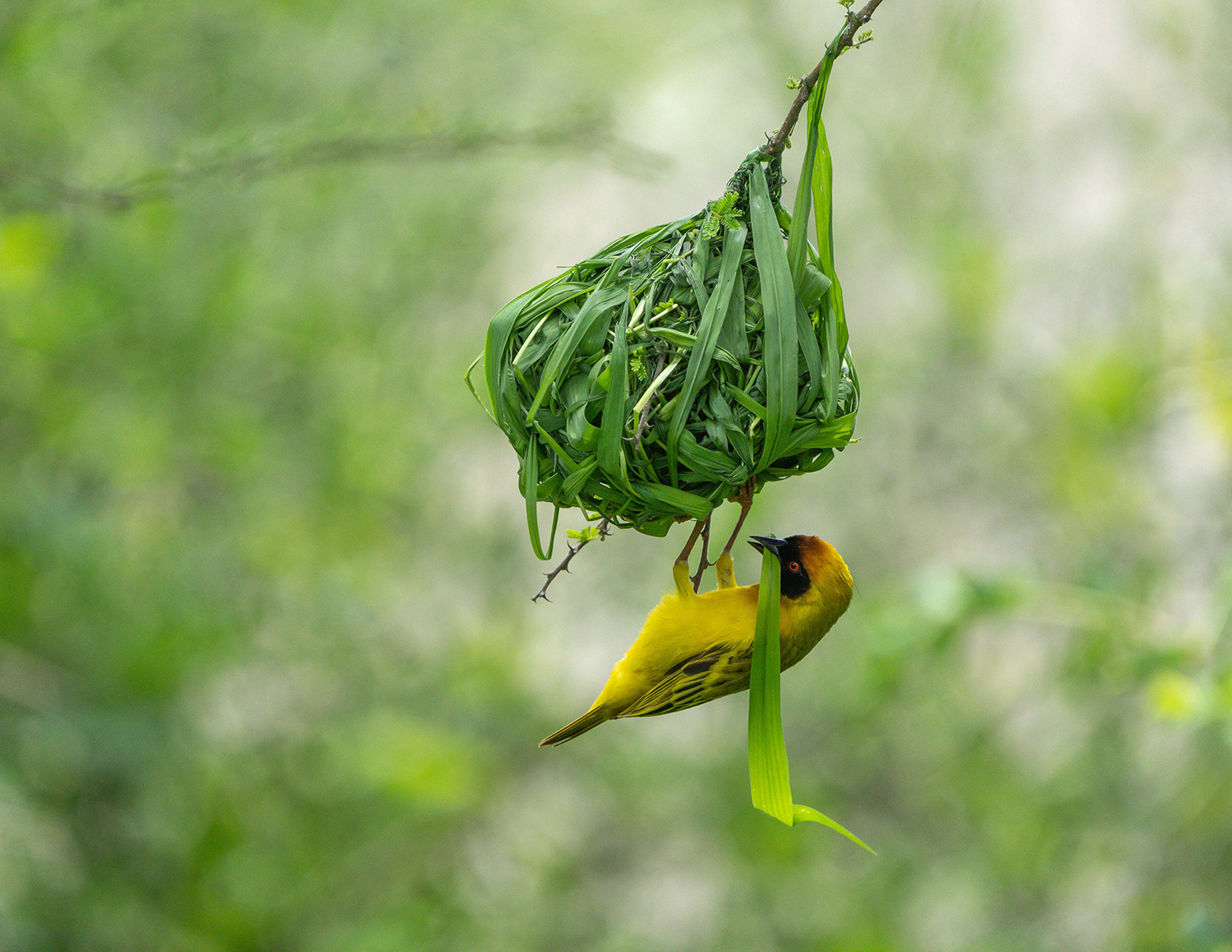 A bright bird hangs from a spherical nest of grass 
