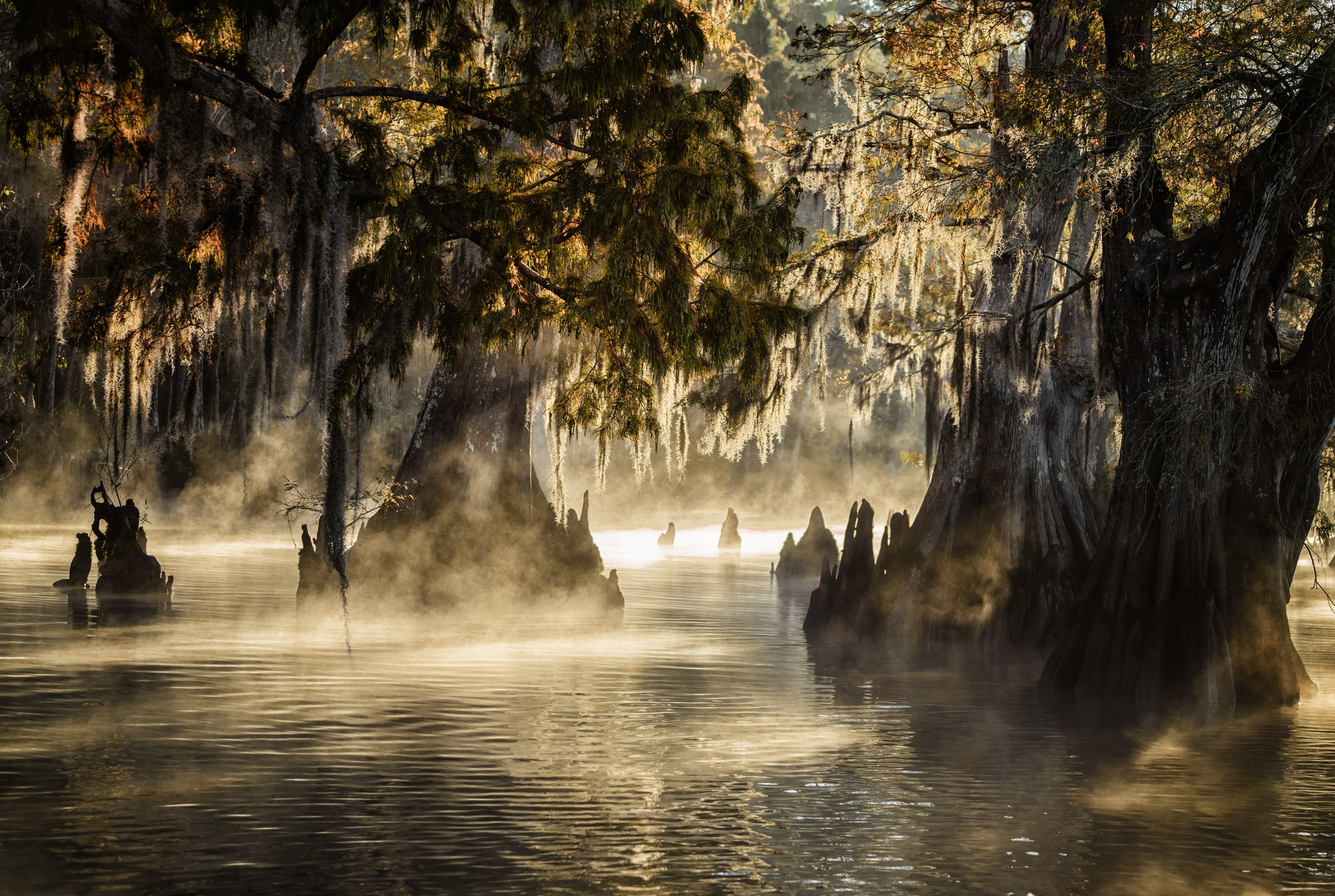 Bald cypress trees rise up from the waters of the Atchafalaya, surrounded by mist and fog.