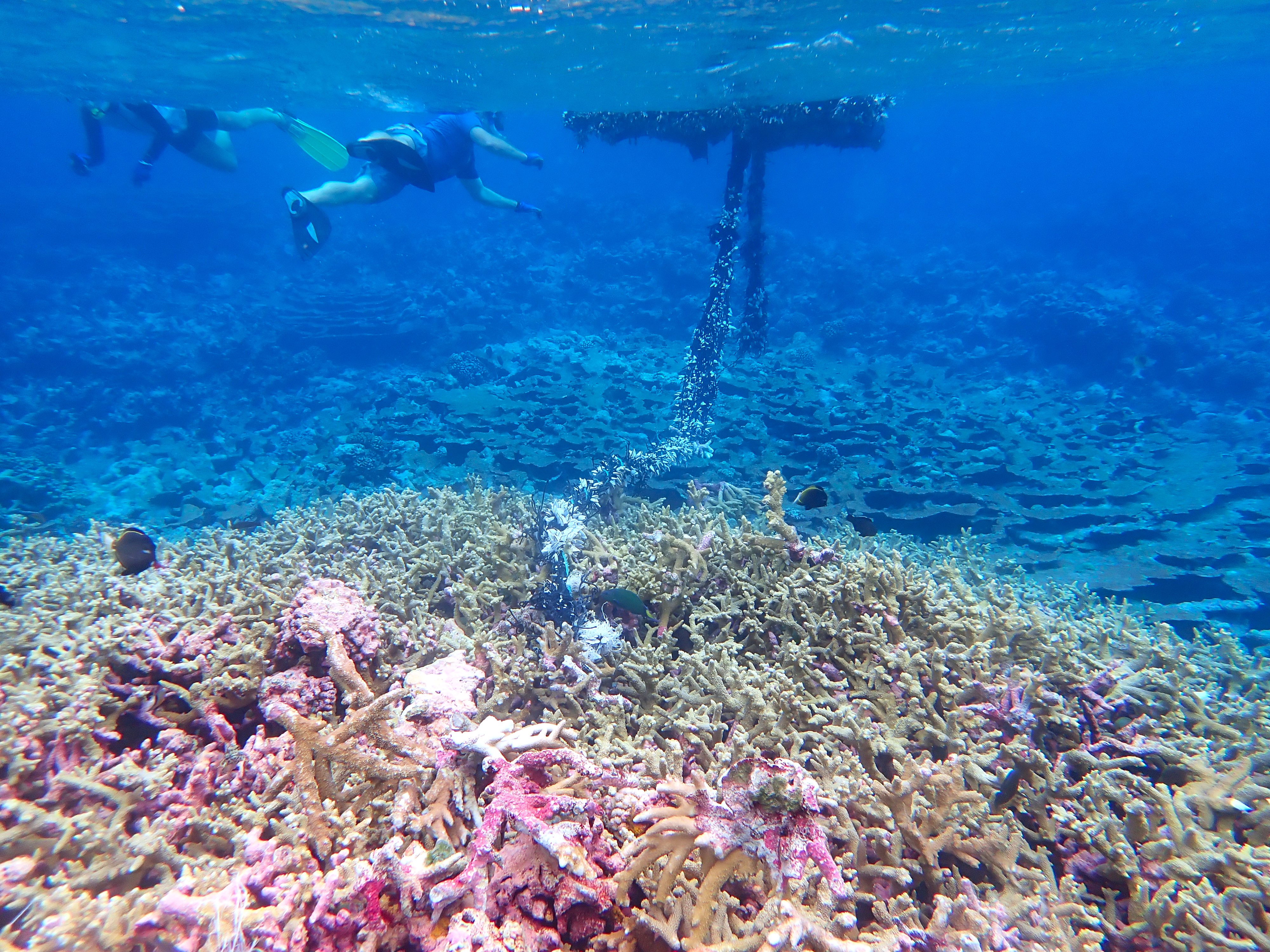 A drifting Fish Aggregation Device (dFAD) being removed by TNC staff at Palmyra Atoll.