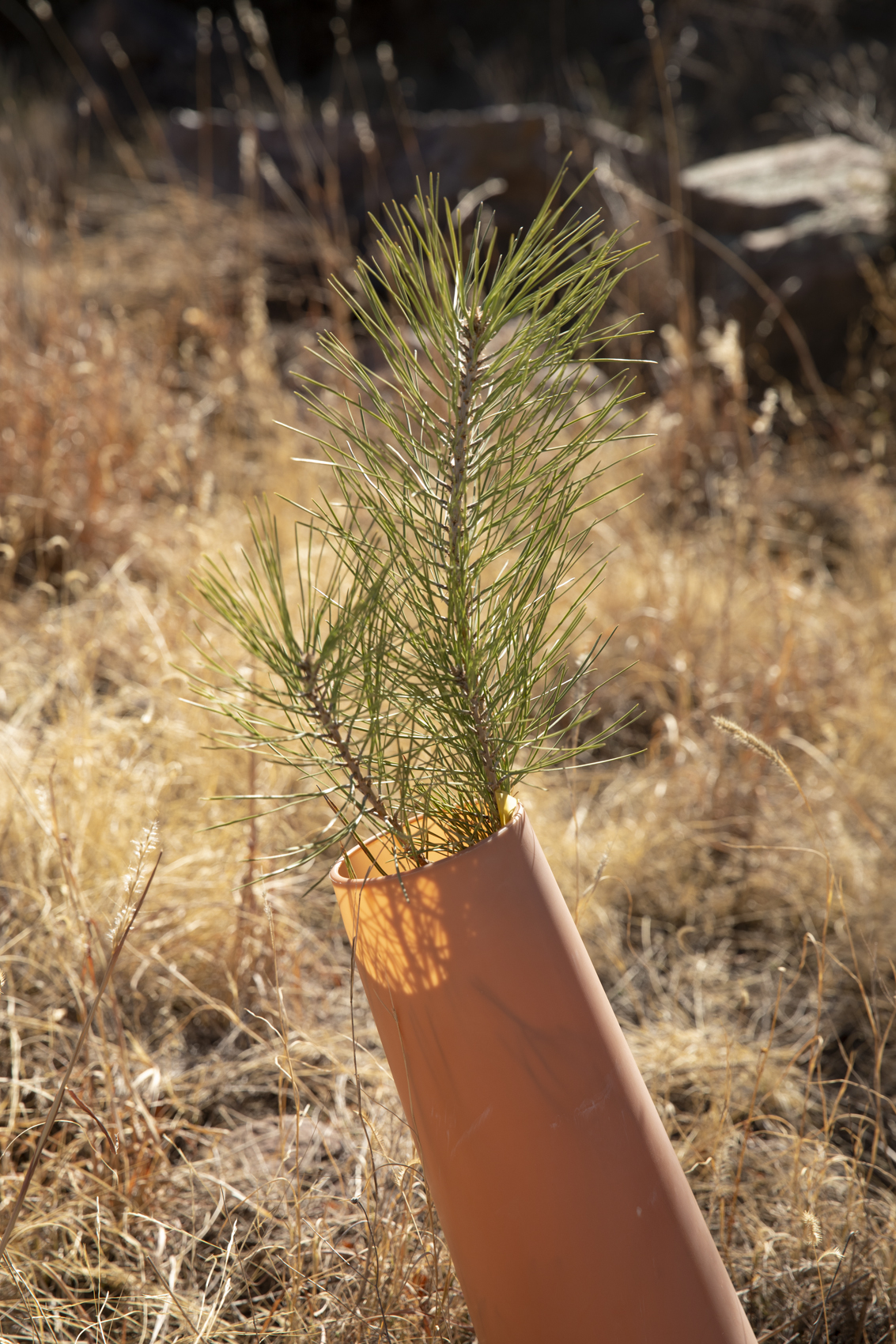 A closeup of a pine seedling in a protective tube.
