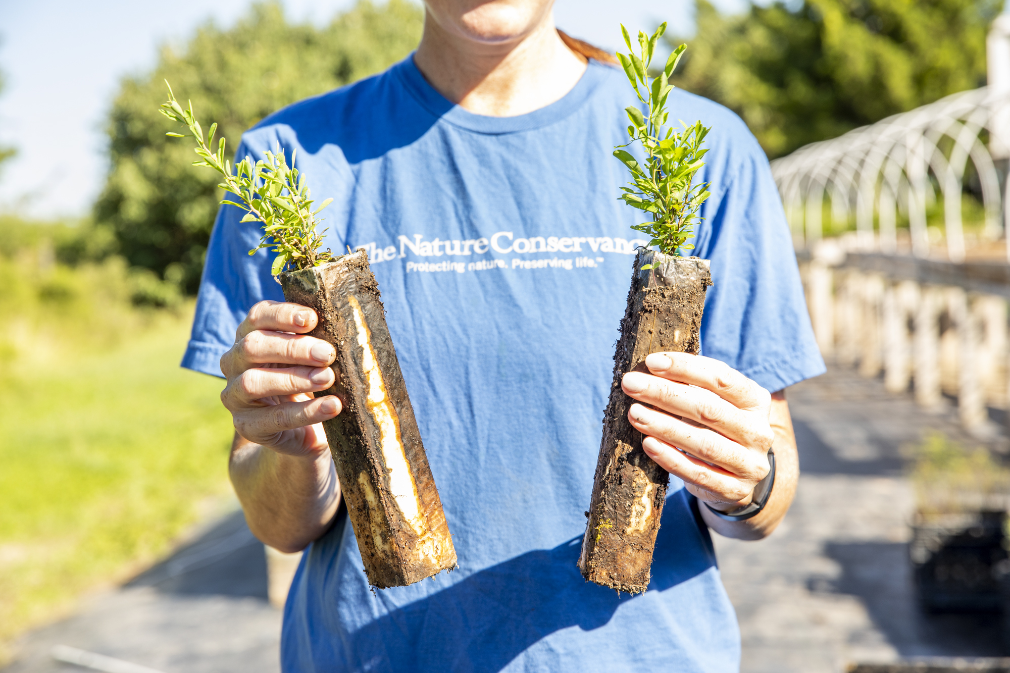 A woman holds green seedlings in both hands.