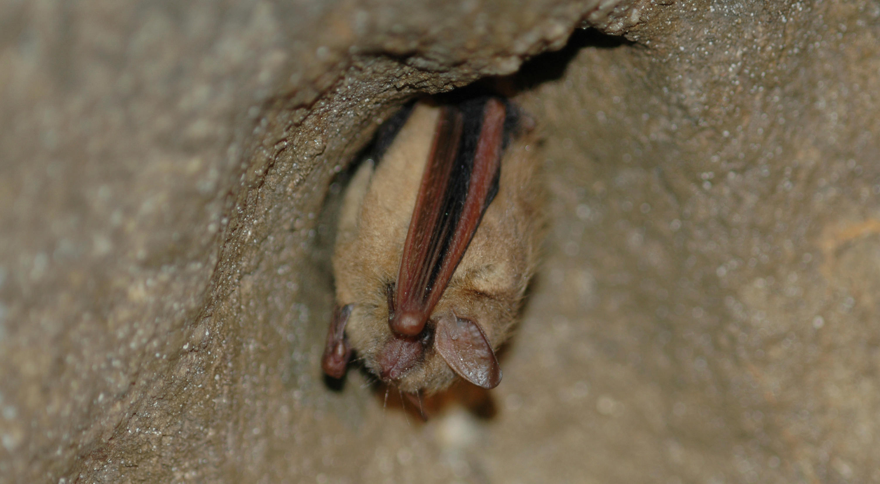 A small bown bat clings to a rock face upside down. 
