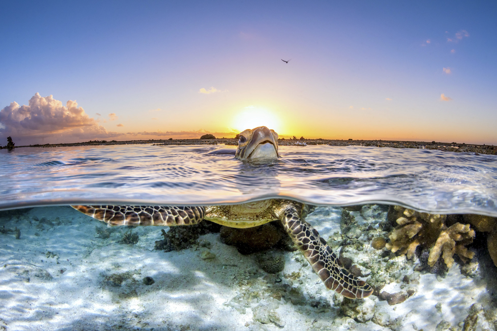 A big turtle rises to the surface to take a breath of fresh air as the sun begins to peep over the horizon.