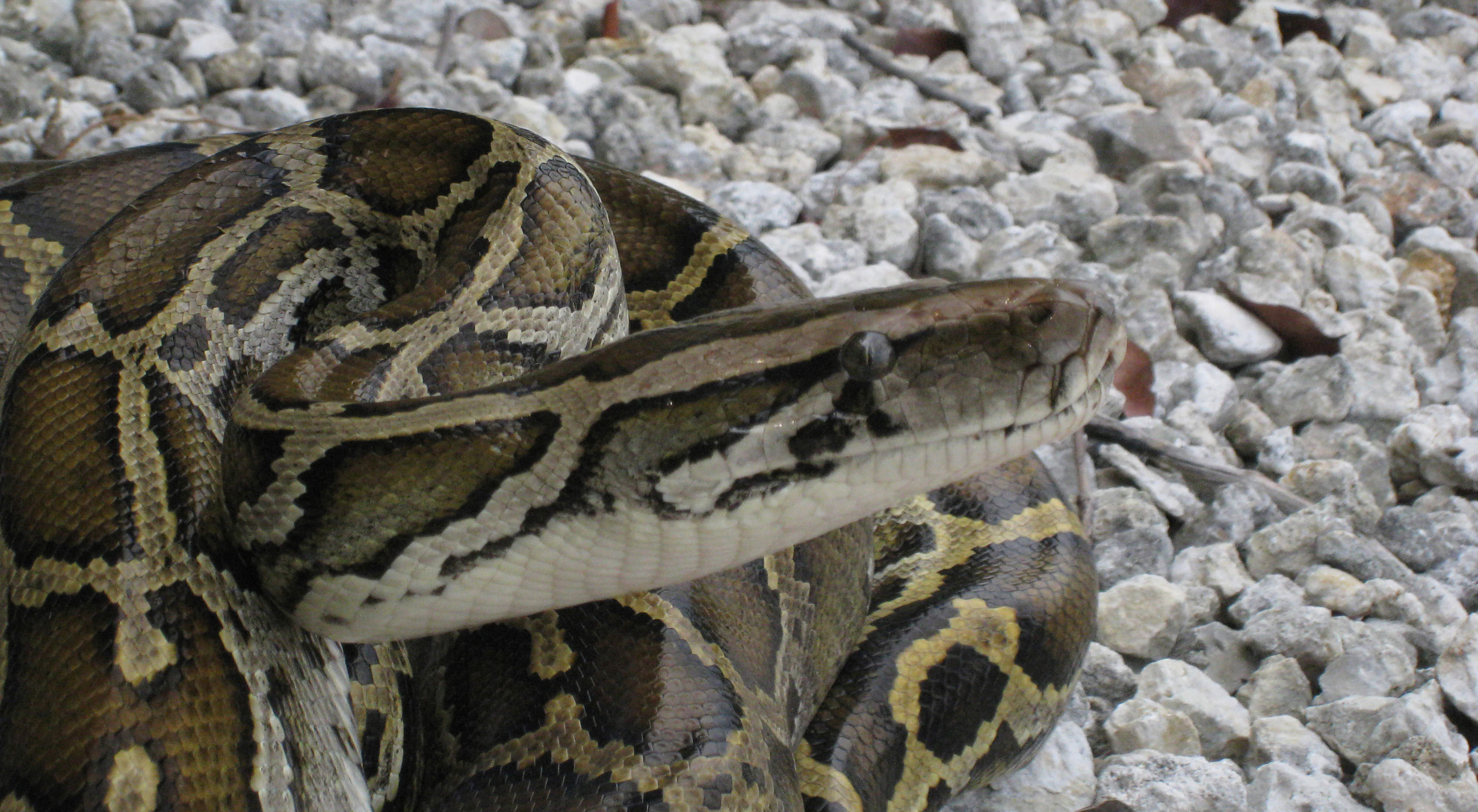 A large Burmese python coiled up.