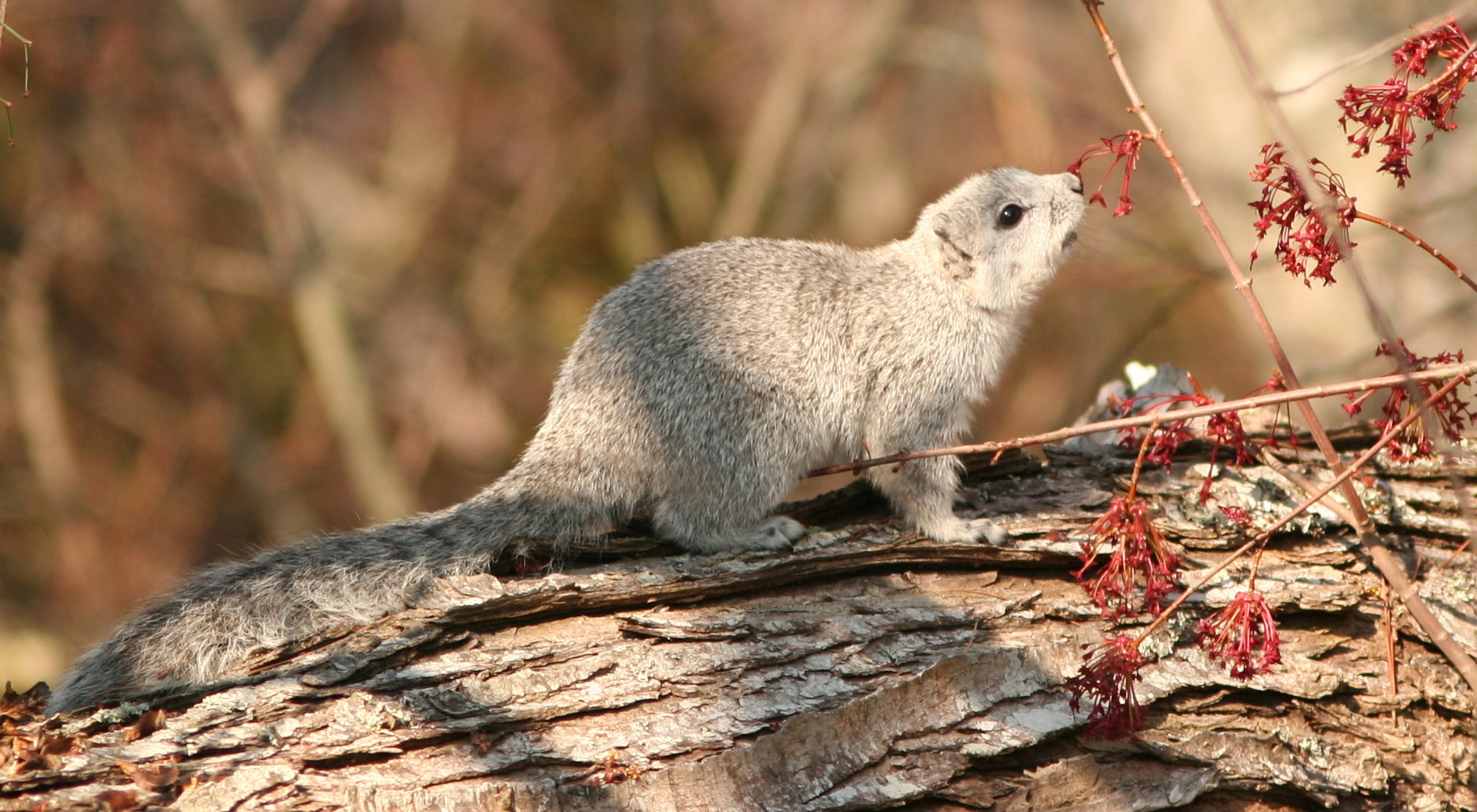 A Delmarva fox squirrel rests on a log. A small brown squirrel stands on top of a fallen log. Its head is raised towards a thin twig with small red leaves as though considering having a nibble.