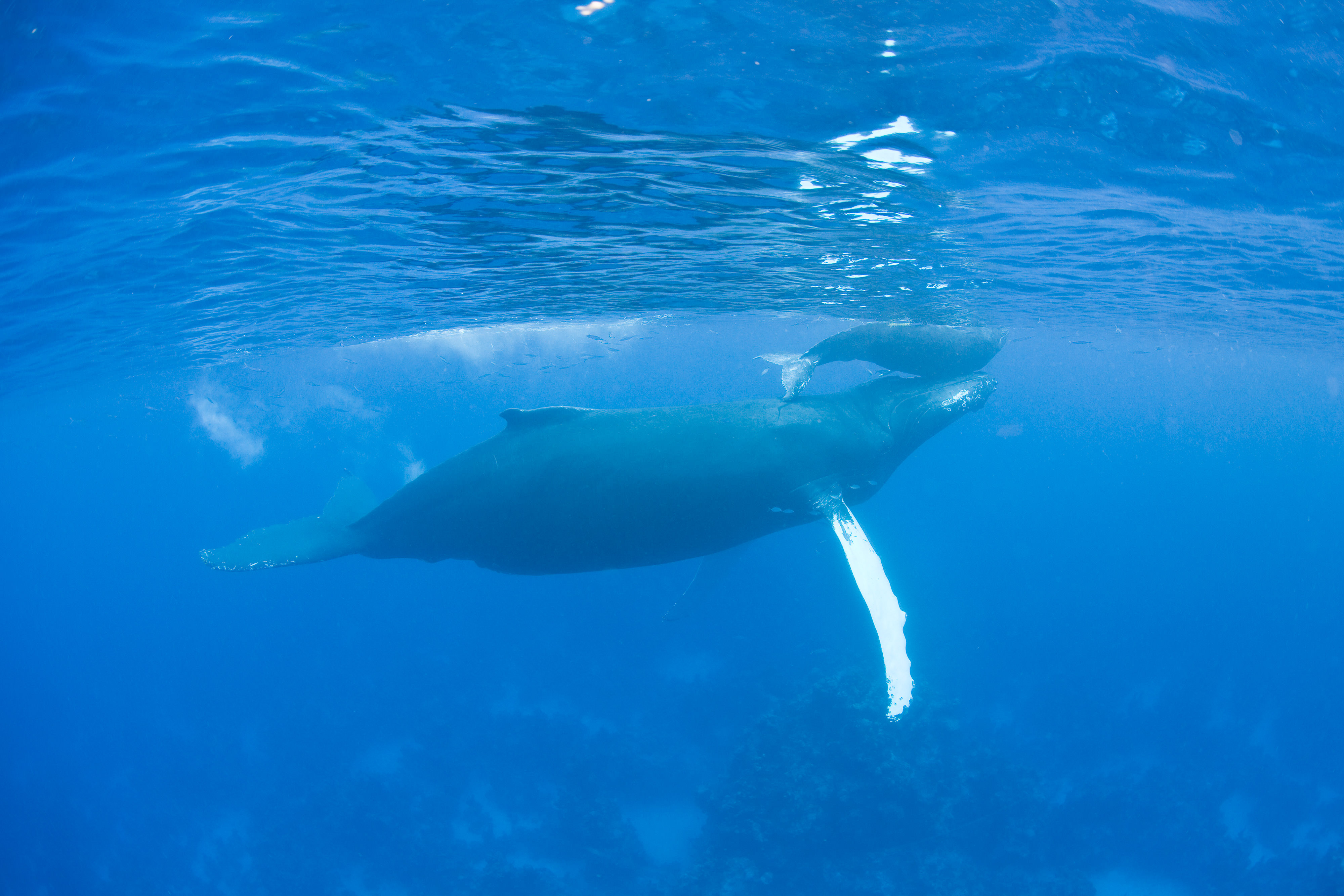An underwater image of one smaller calf whale is lifted up to the surface by its much larger trailing mother in open waters.