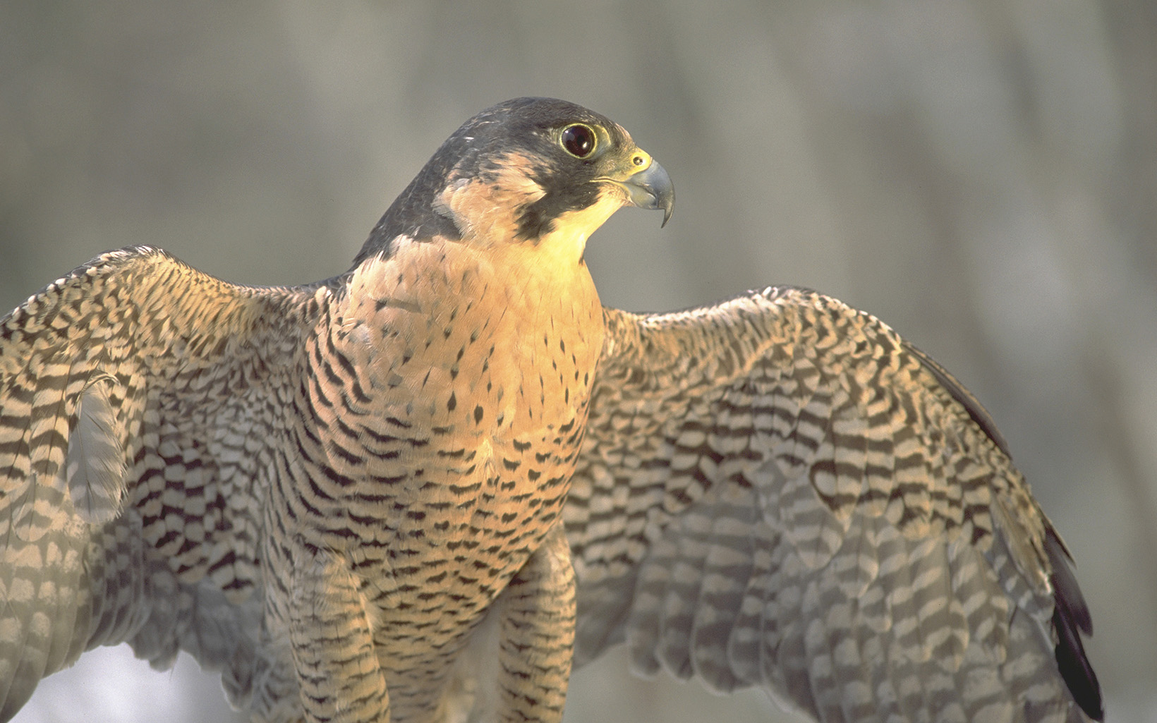 research work on endangered species