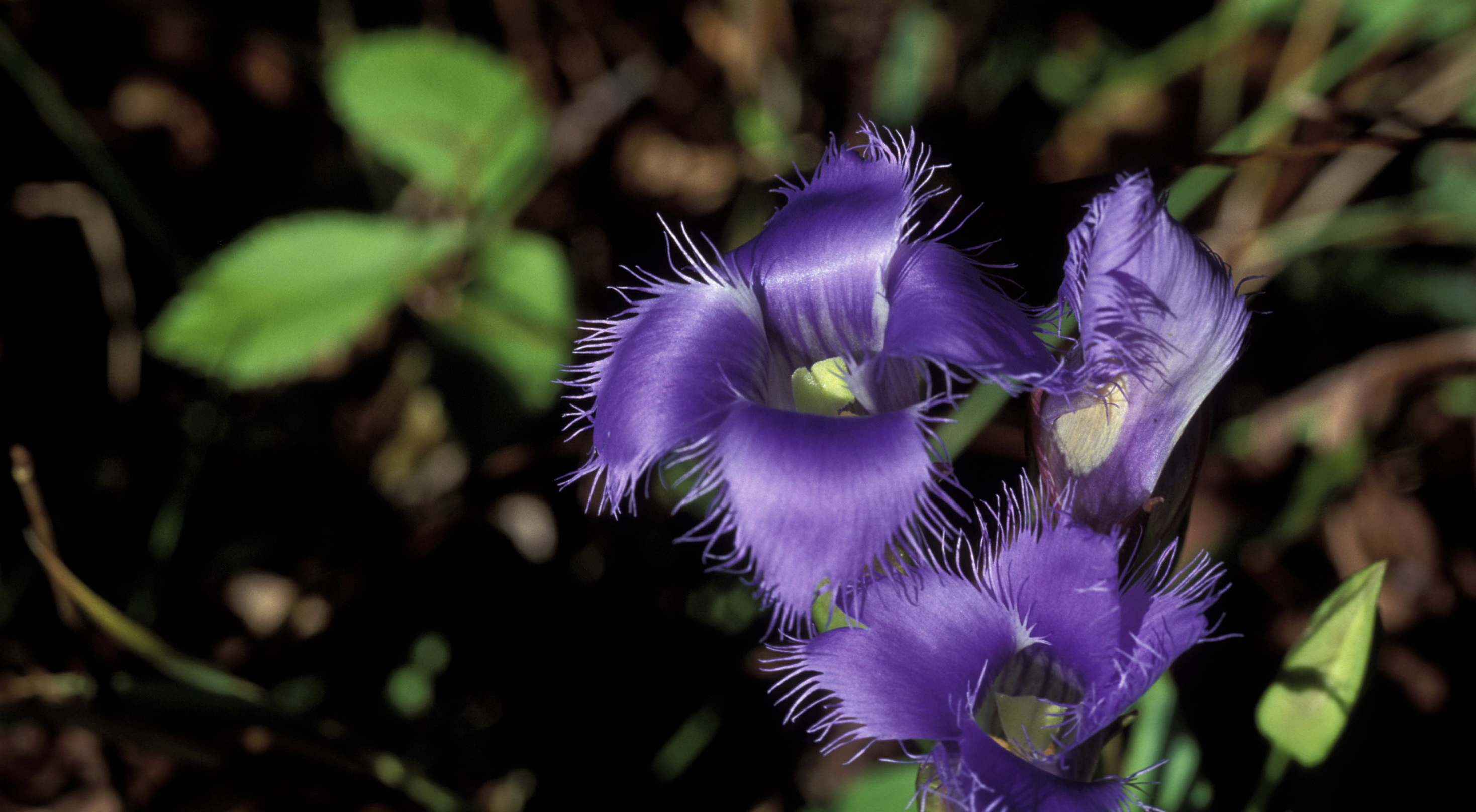 Deep blue flowers with four fringed petals.