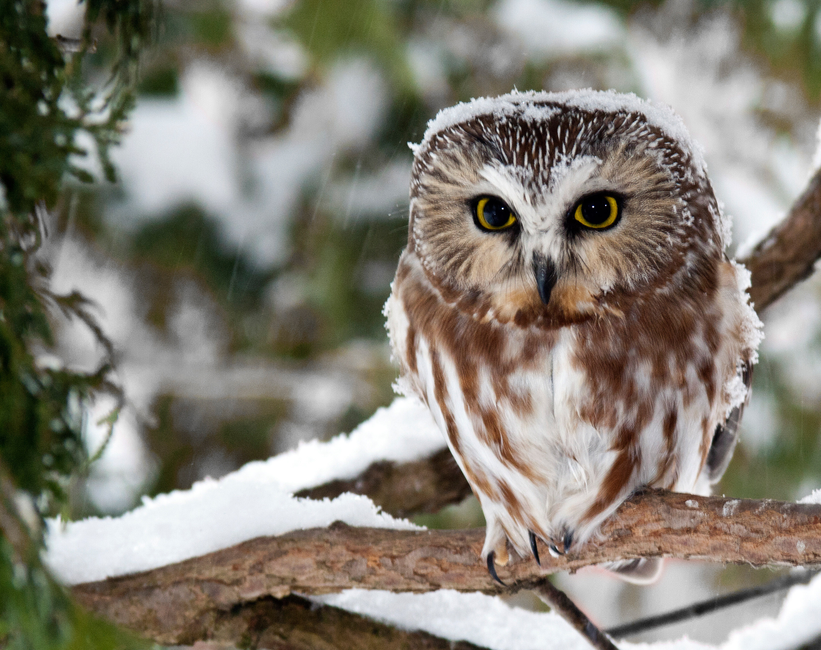A small brown and white owl perches on a snowy branch.