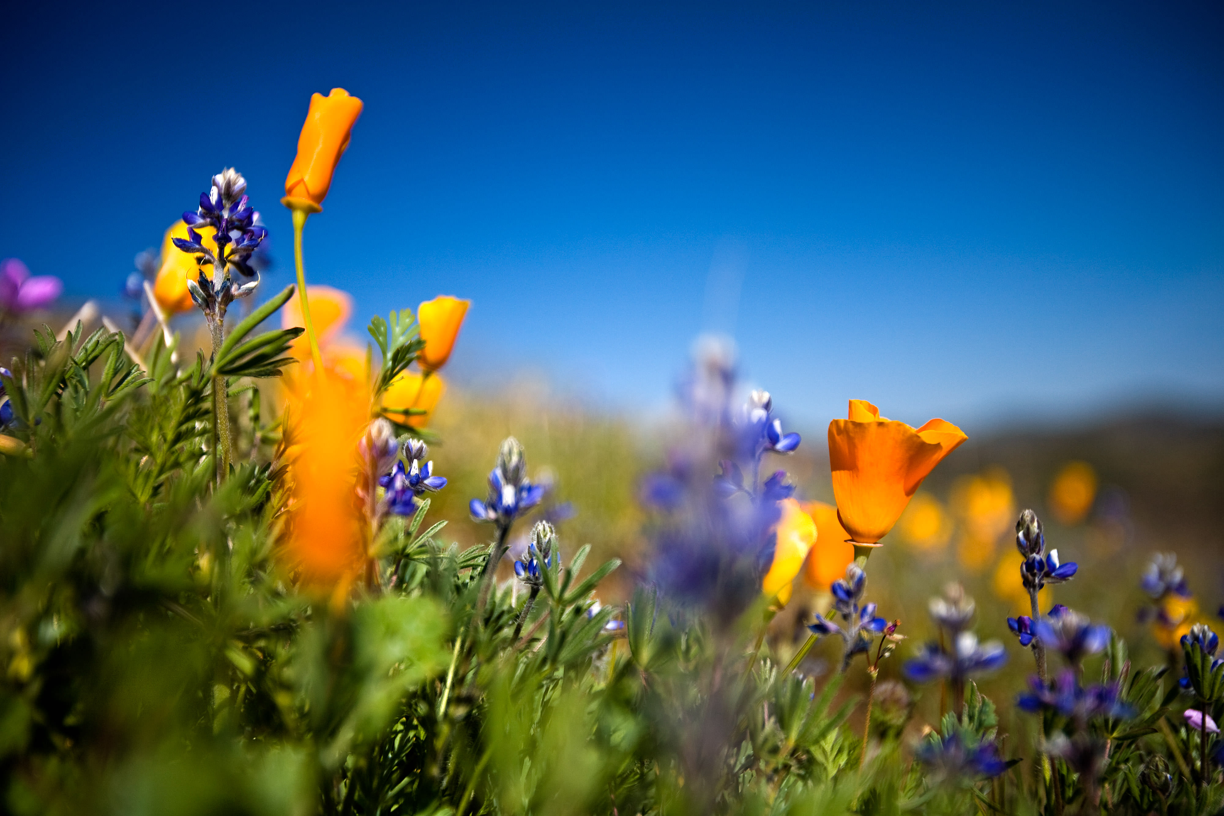 Closeup of poppies and other native plants. 