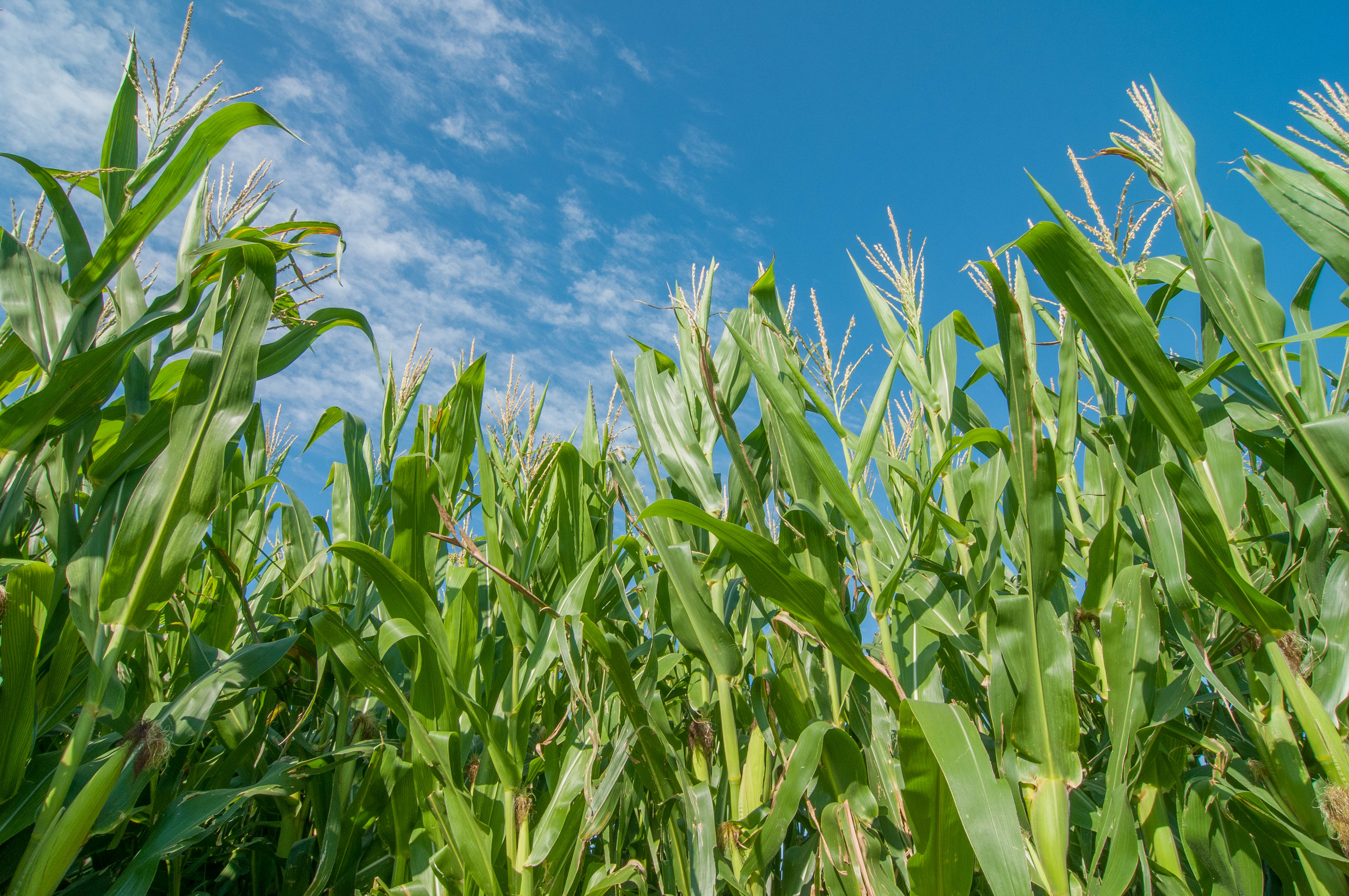 Nebraska corn crop.