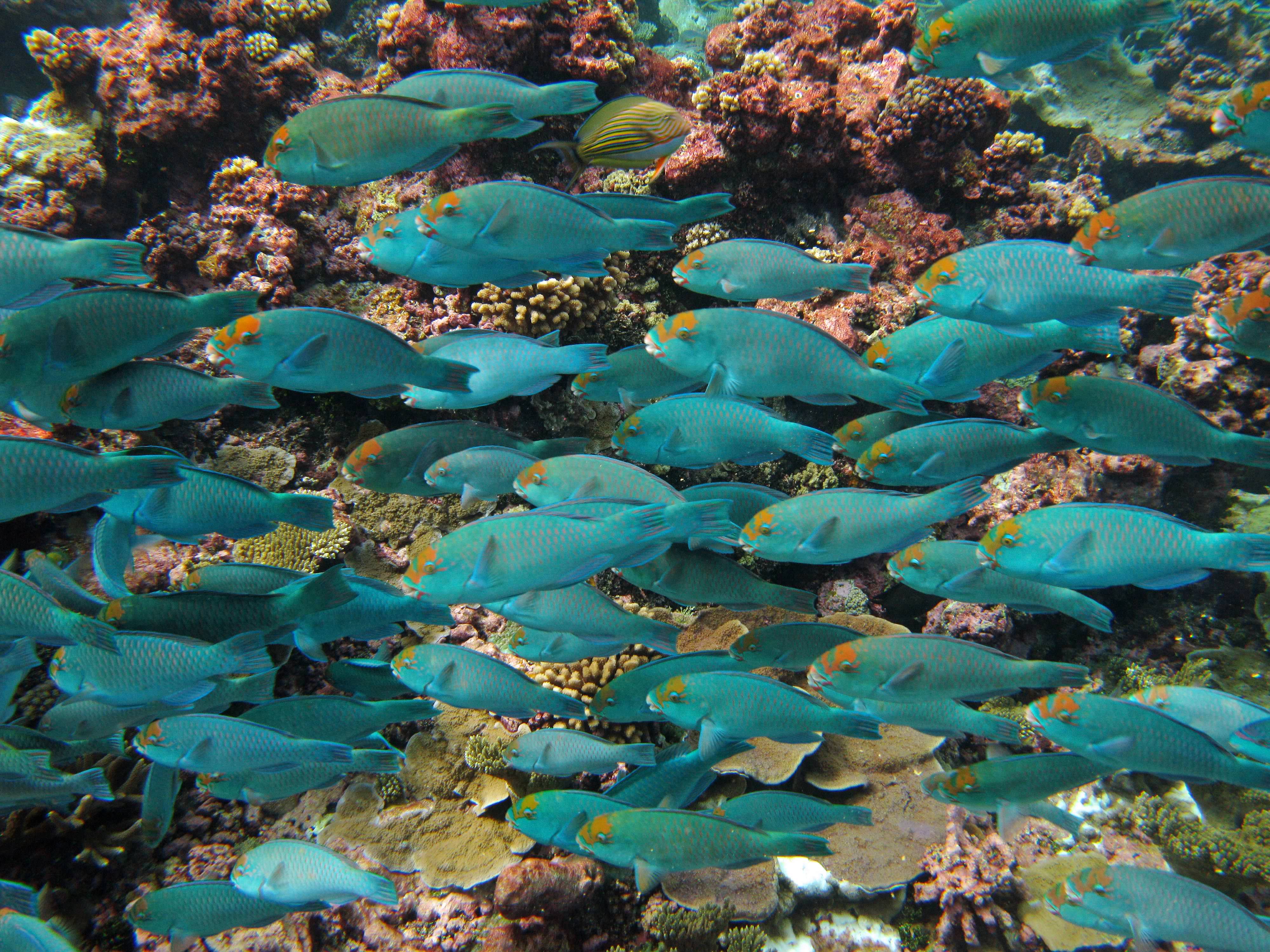 A school of colorful parrotfish.