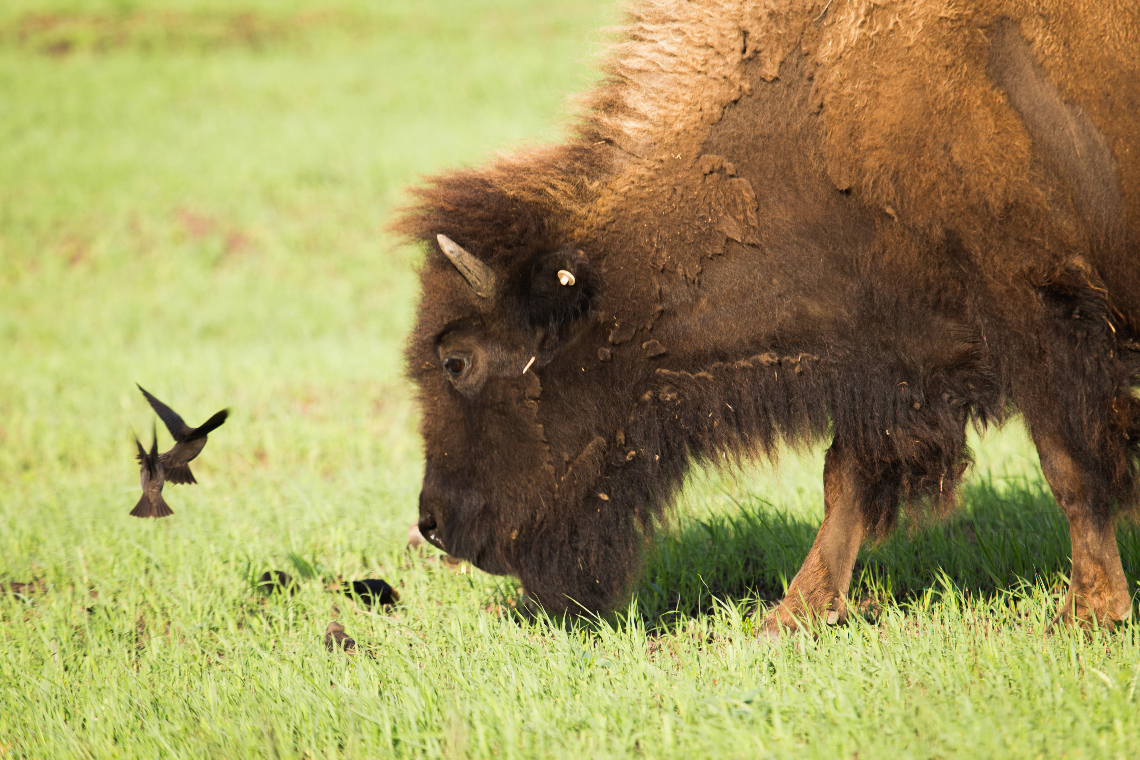 An adult bison watching a small group of birds.