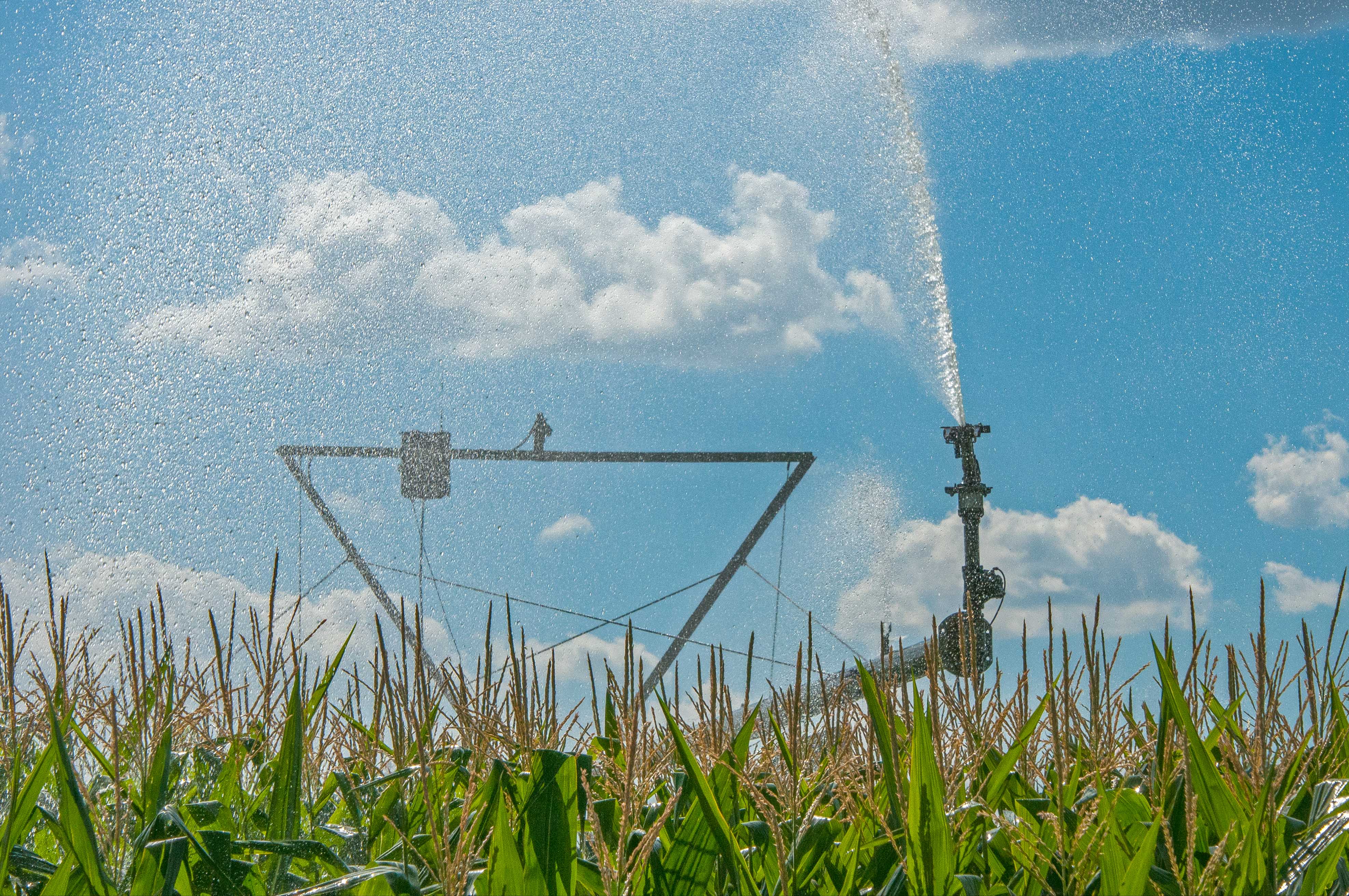 A large pivot spraying water on row crops of corn.