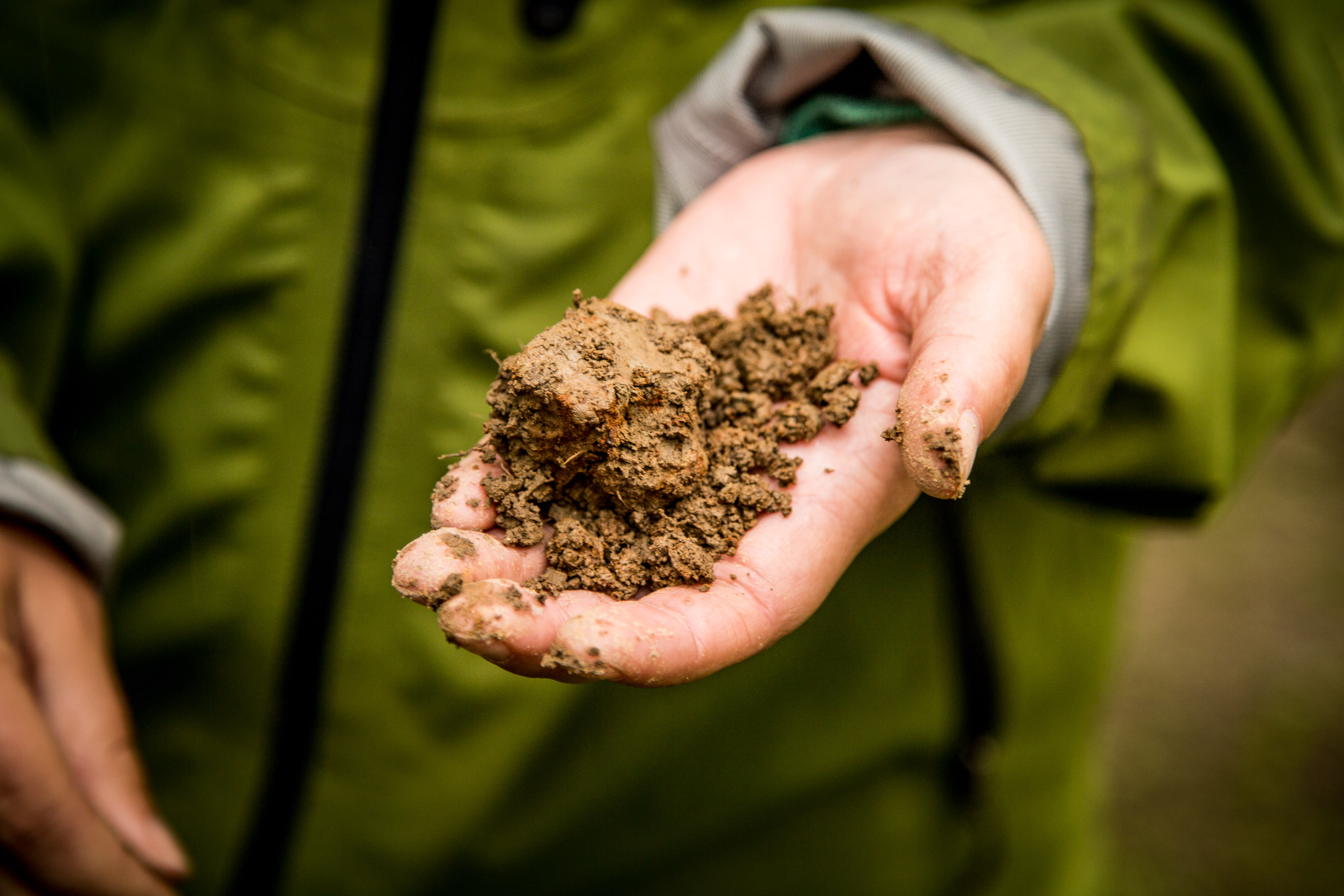 A close-up of a person's hand holding rich, brown soil.