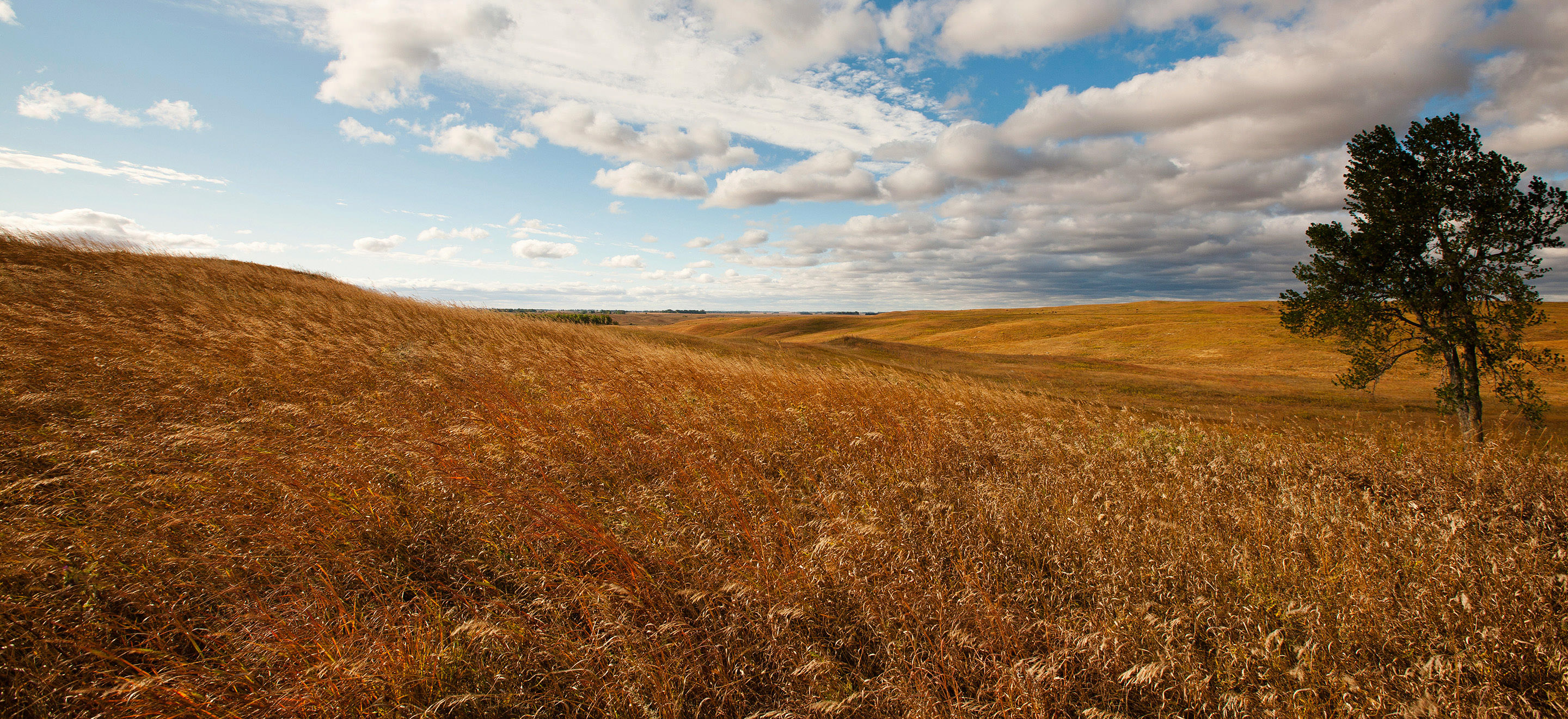 A grassland landscape.