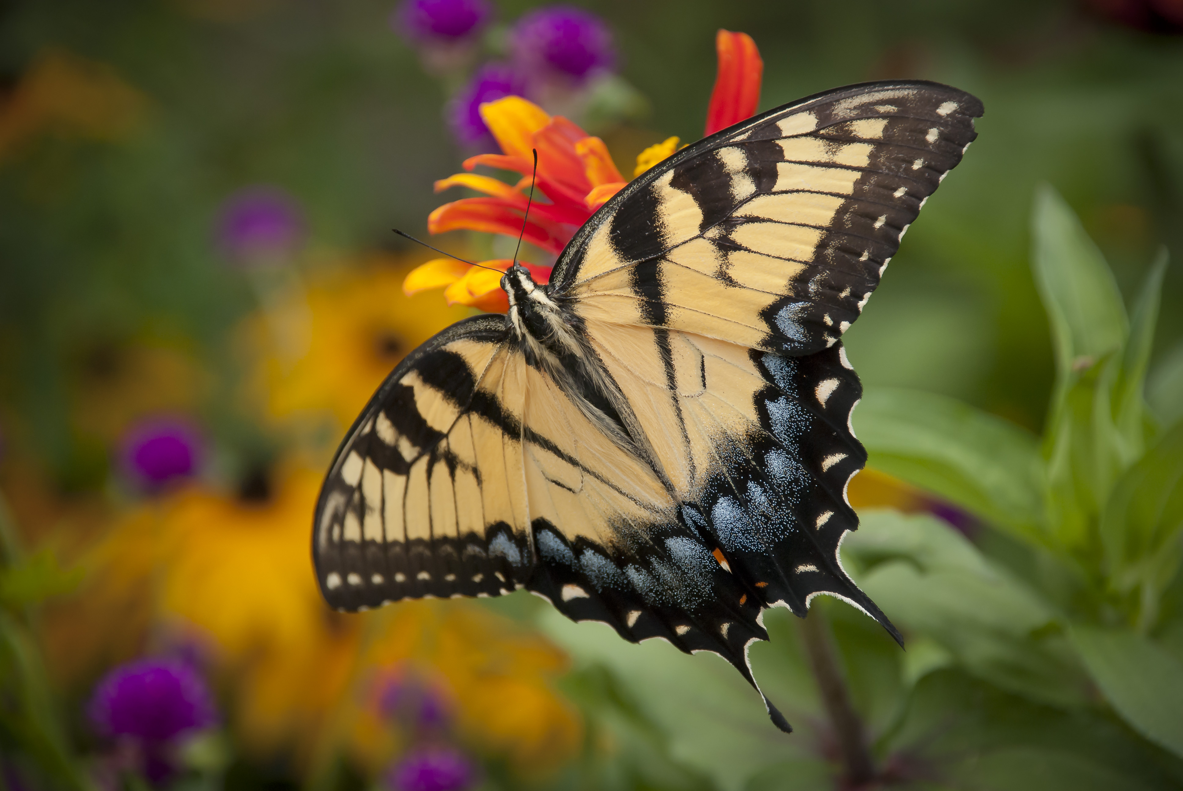 A yellow and black butterfly sits on an orange flower.