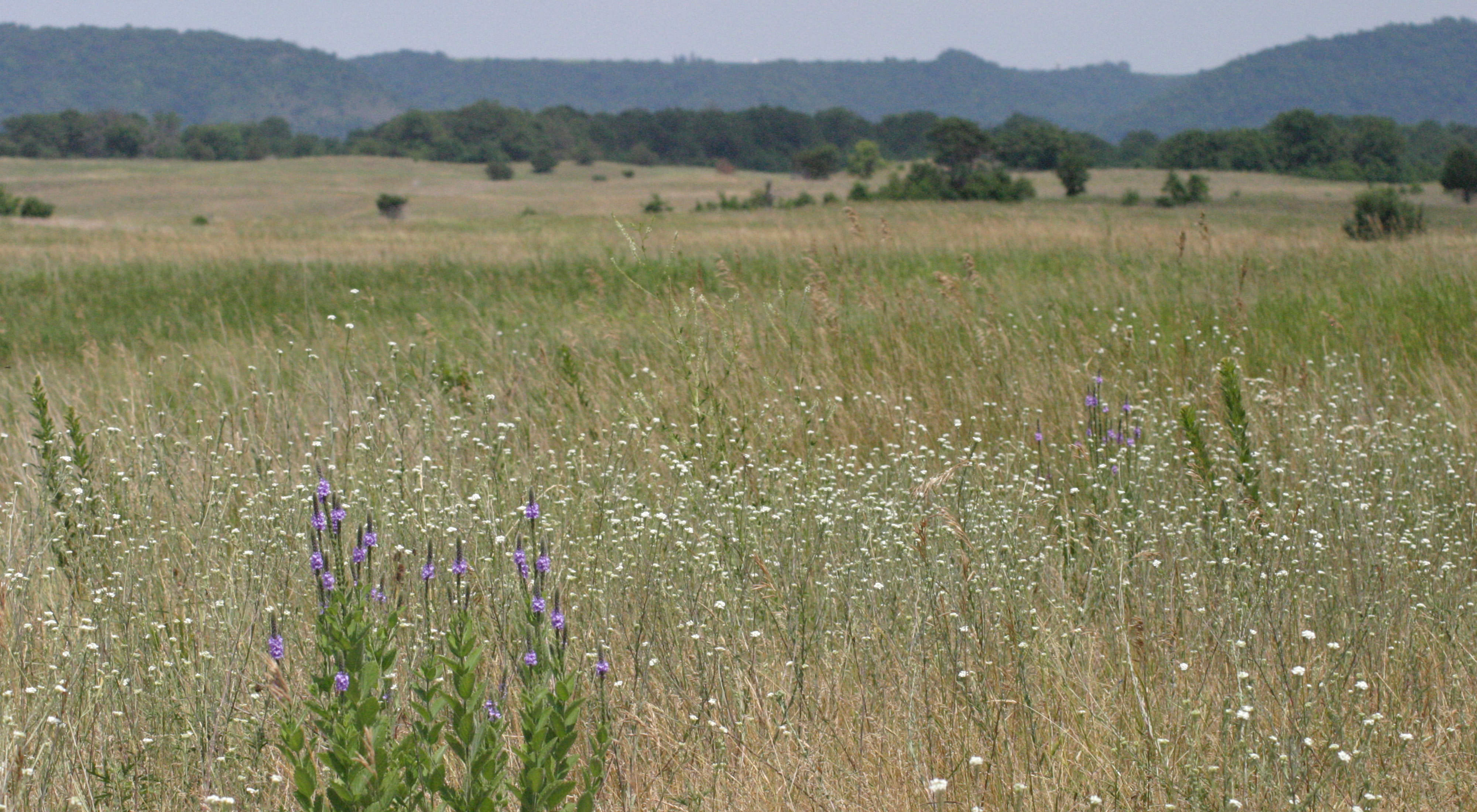 Flowers blooming in a prairie.