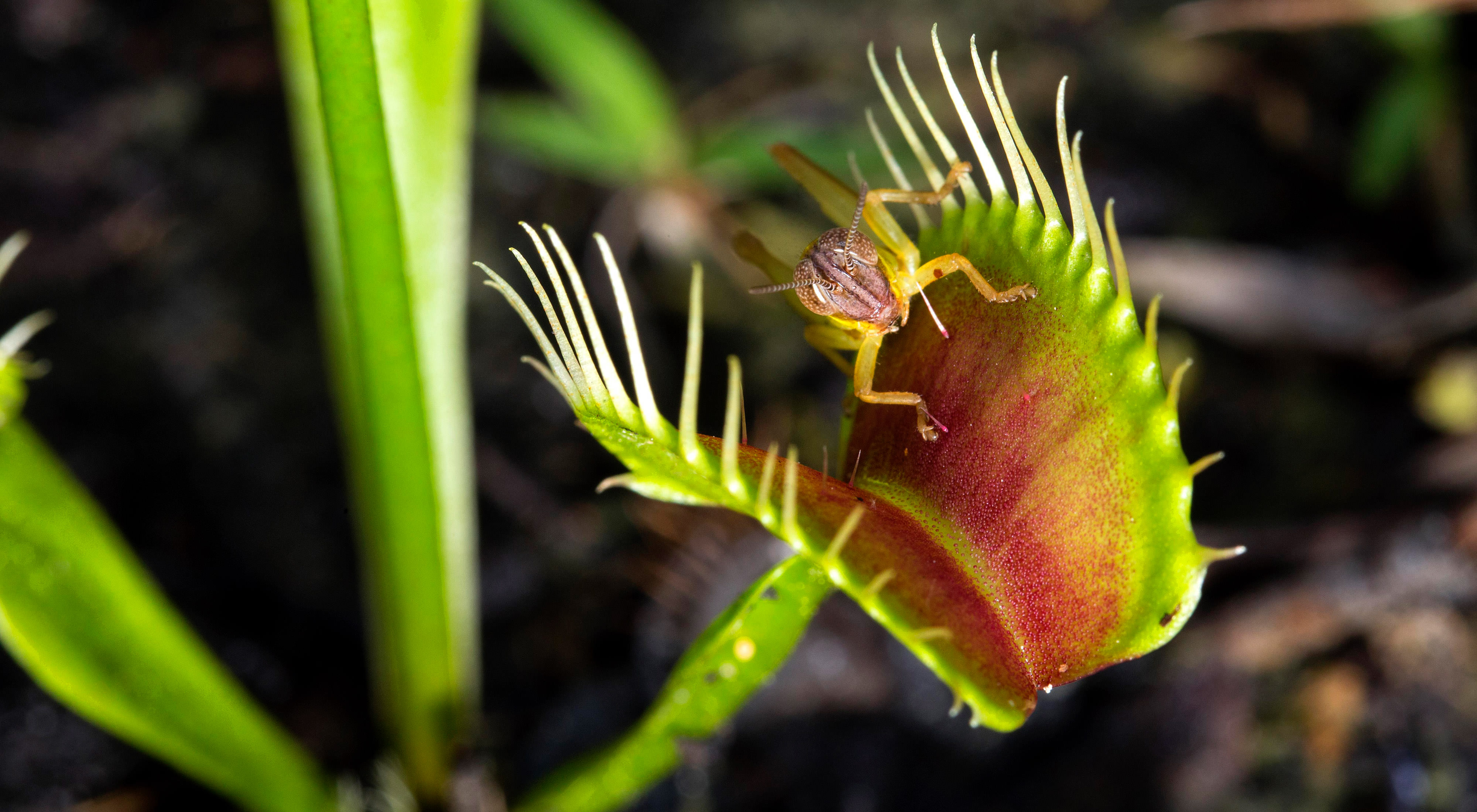 A close-up image features a venus flytrap plant eating a cricket.
