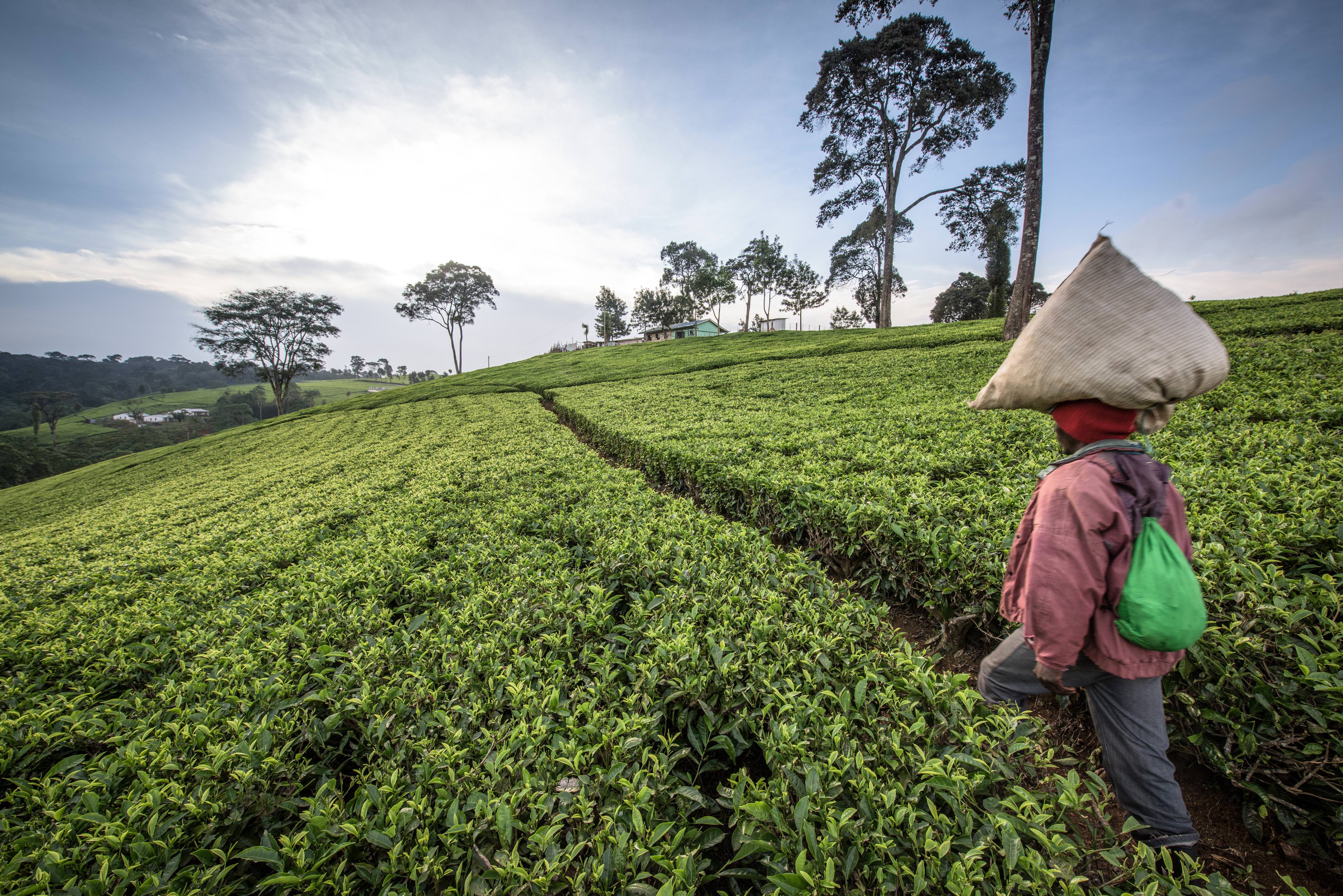 A woman balances a large fabric sack of tea leaves on her head as she walks along a narrow path that winds between tightly planted tea plants.