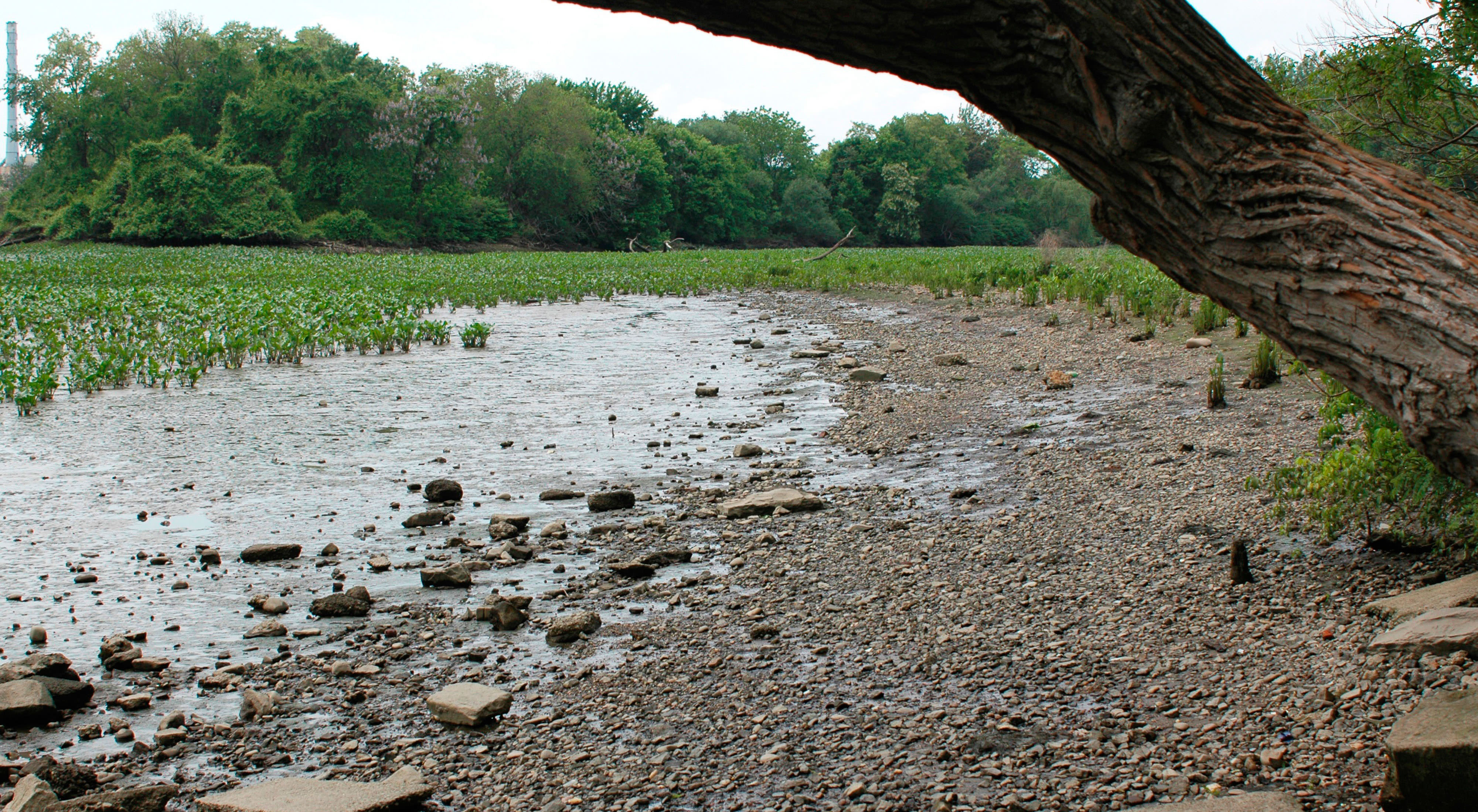 Water pools in a wide marshy area. Green plants and tall trees line the background and horizon.