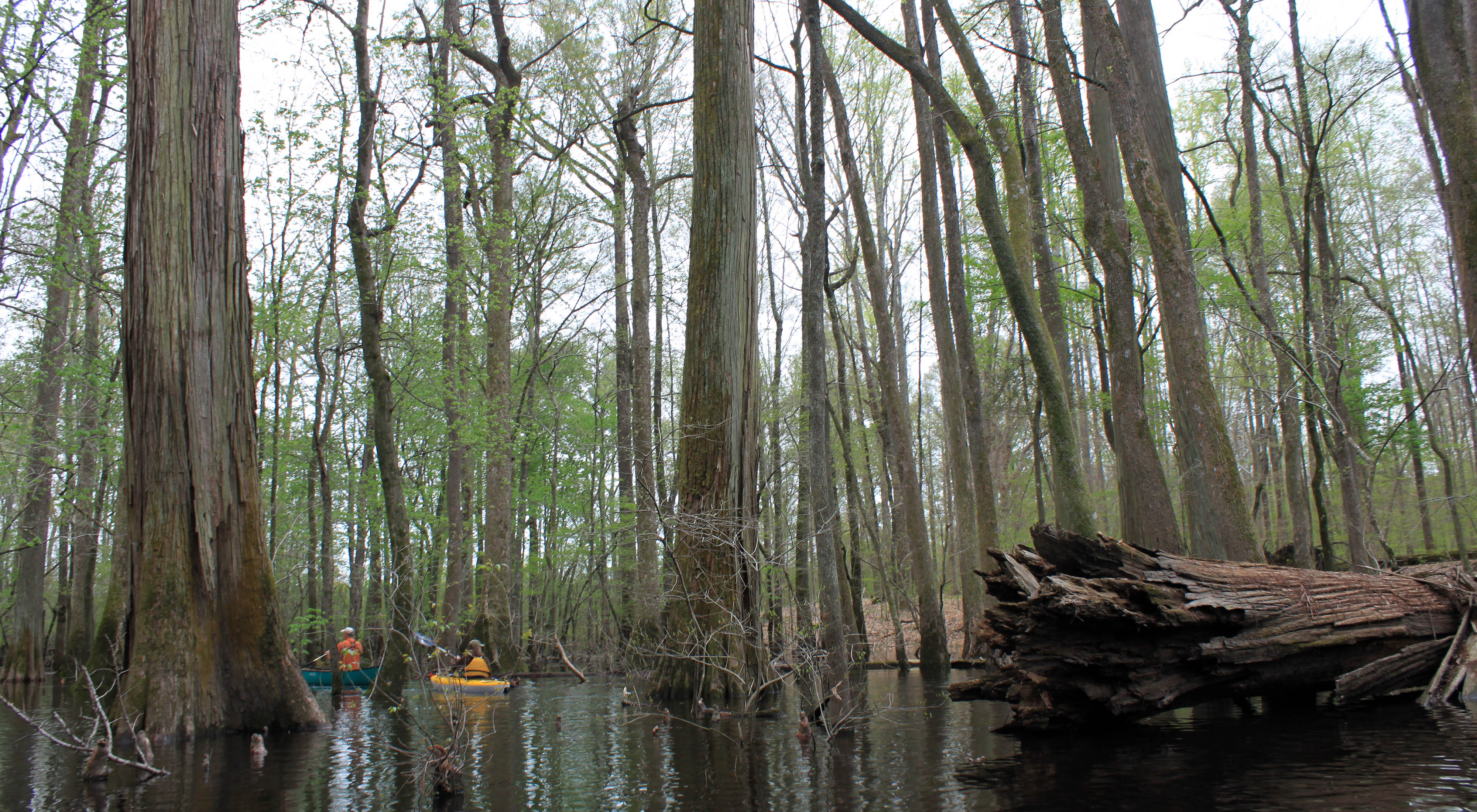 Two kayakers float through a cypress swamp. The height of the trees dwarfs the two people. A fallen tree is in the foreground, its broken trunk visible above the dark water.