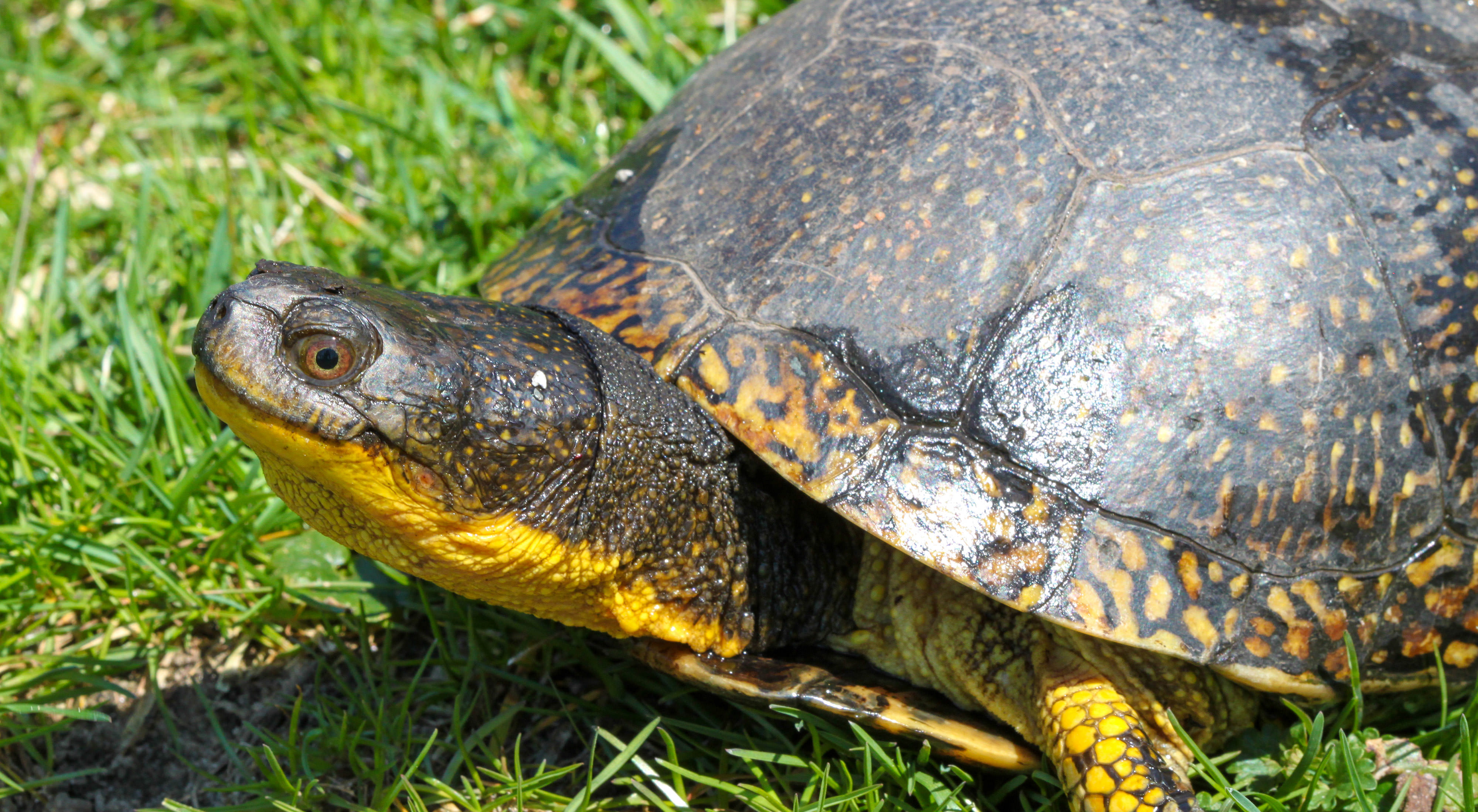 A blanding turtle in grass.