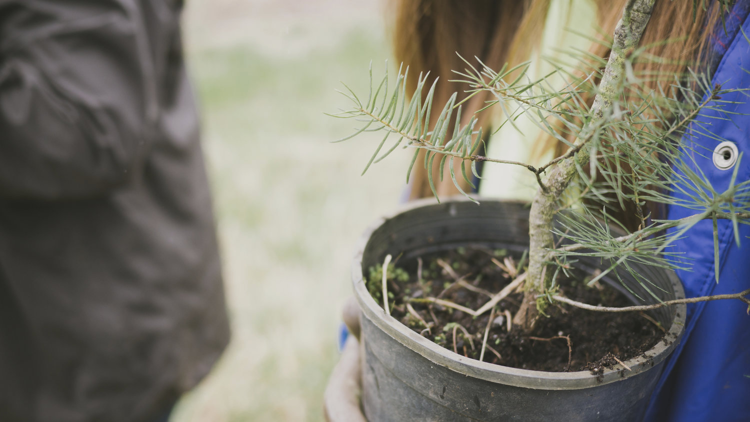 A tree sapling in a large, plastic bucket.