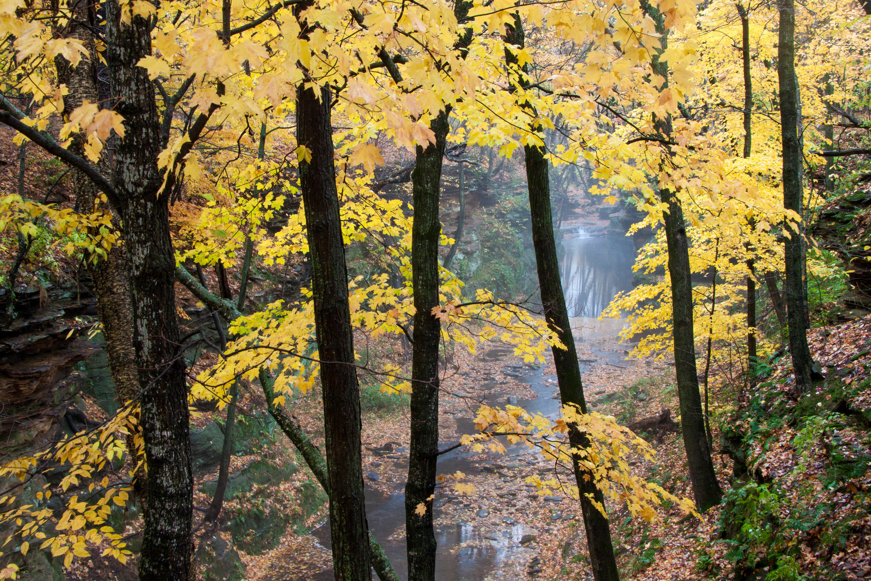 Trees with dark trunks and bright yellow leaves grow in a forest, with a misty view of a creek in the background. 
