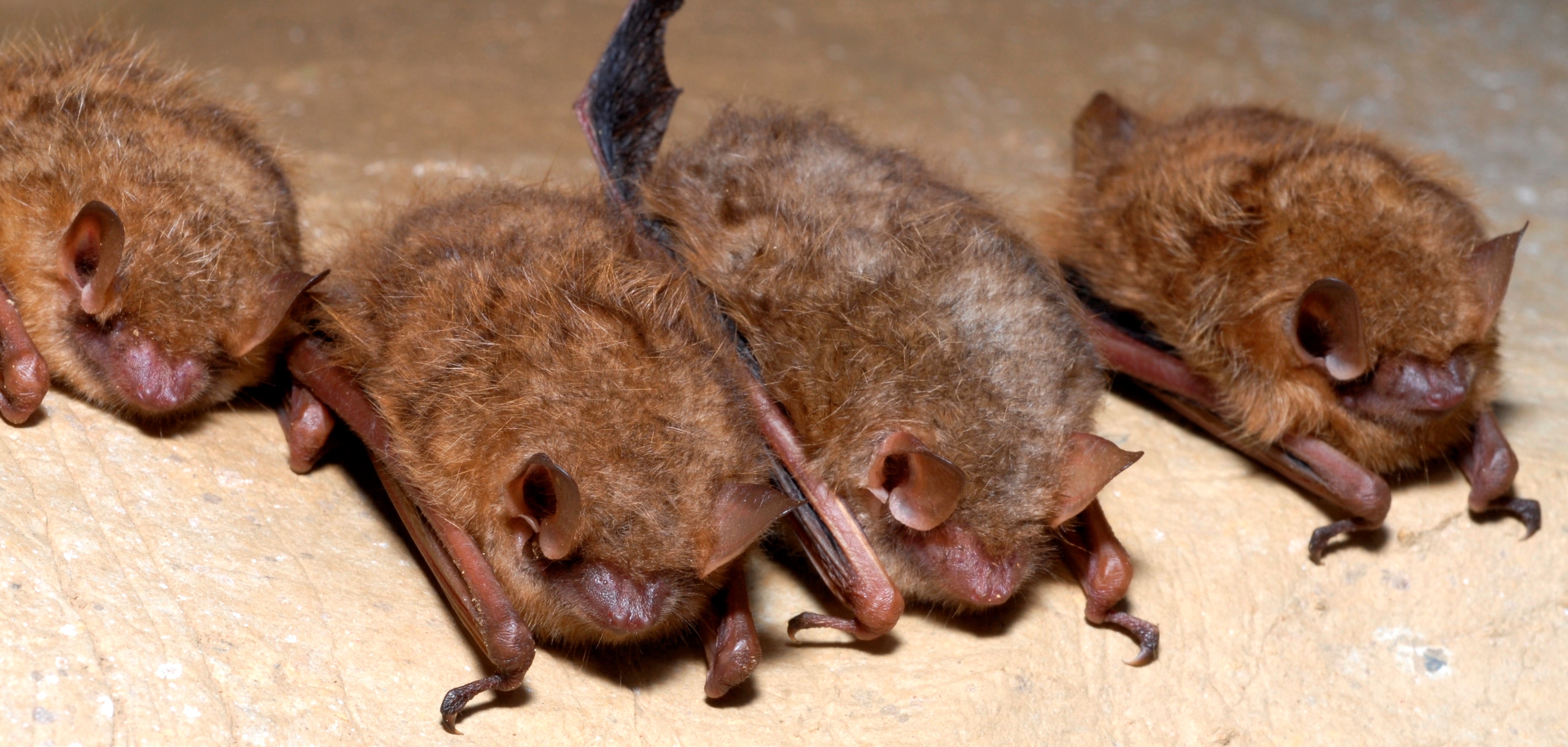 Small bats huddle next to each other on a cave wall.