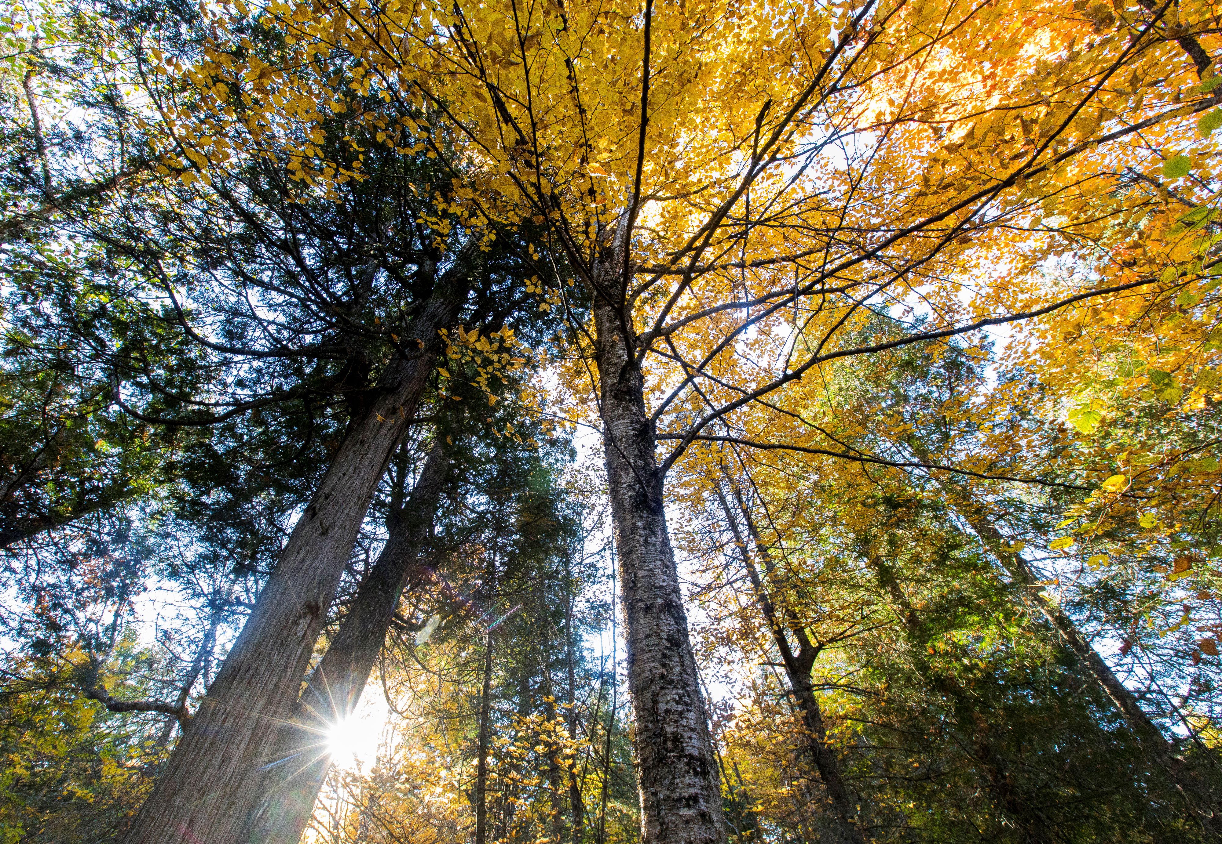 looking up through tree leaves to sky.