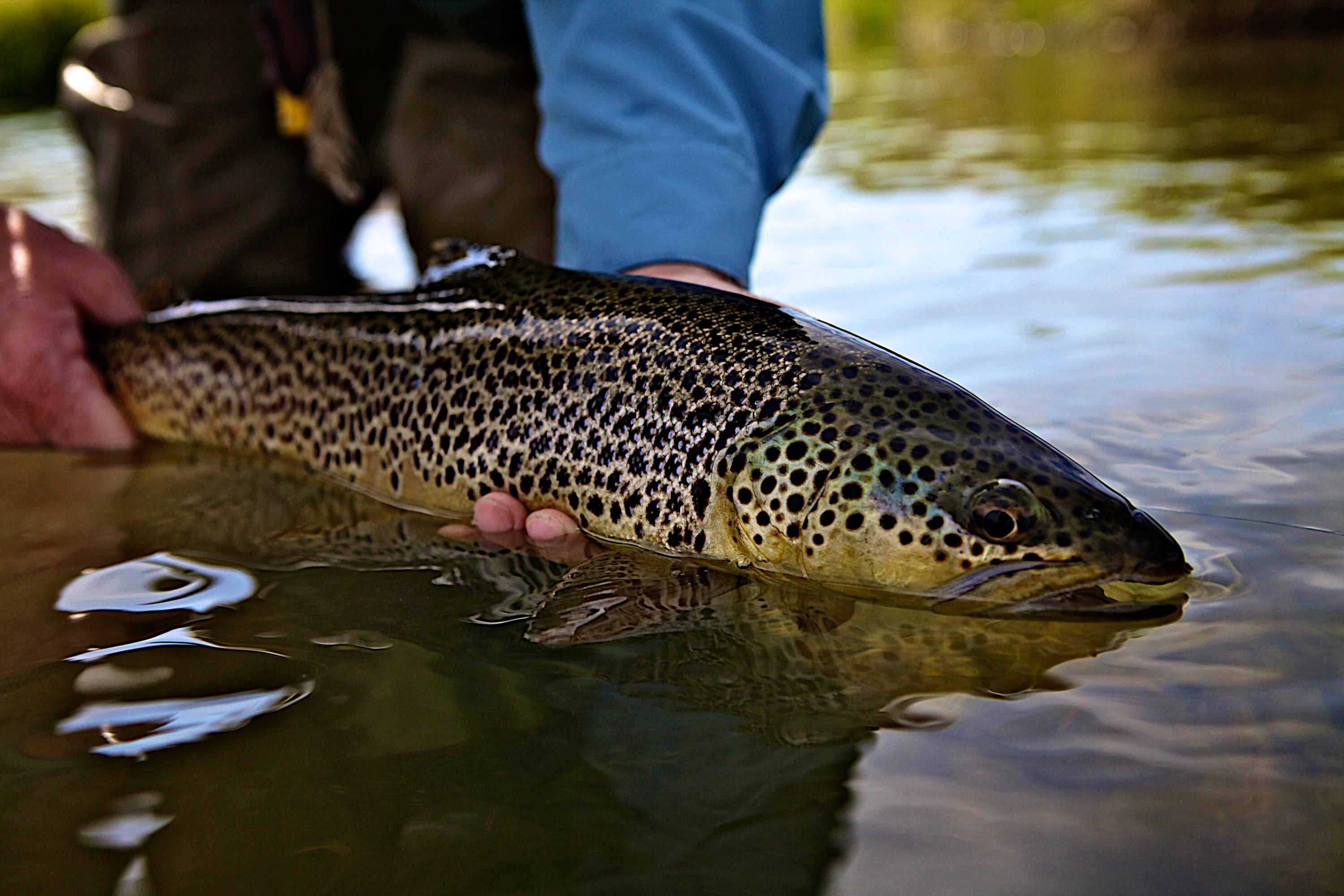 Brown trout held by angler in water.