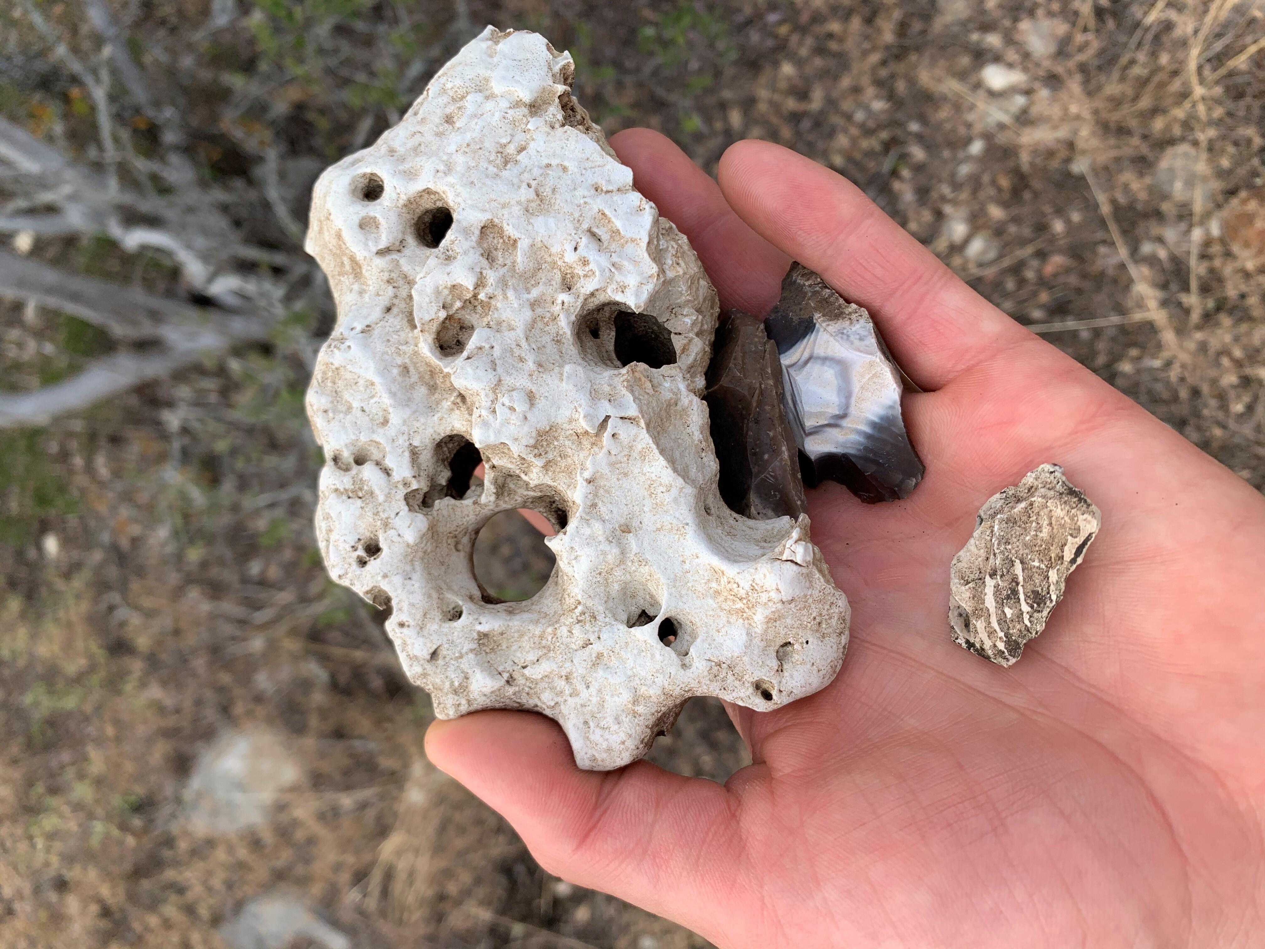 A closeup of a hand holding a piece of white limestone with many eroded holes and at least three possible carved artifacts, similar to arrowheads.