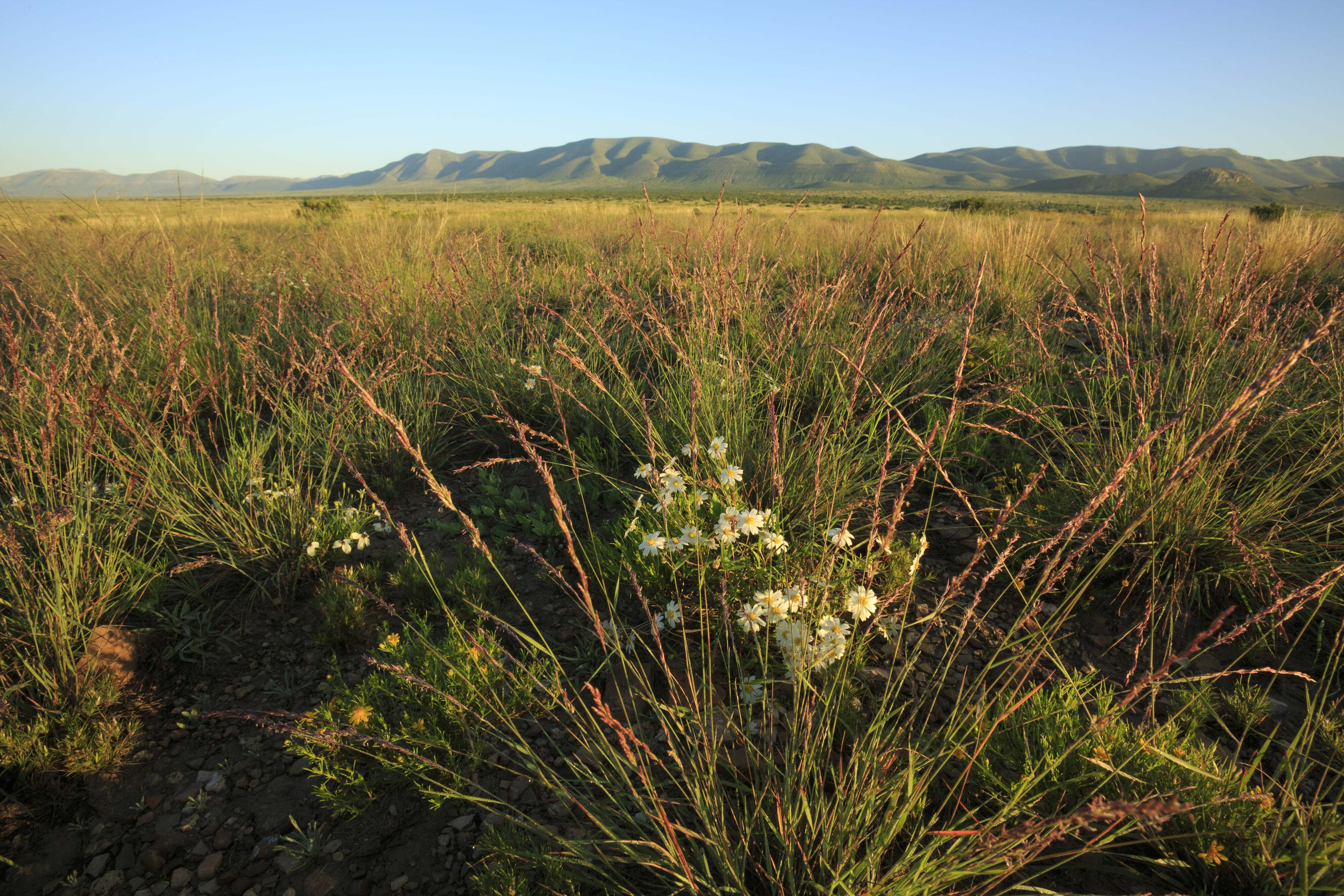 An open field of tall grass with red and white flowers.
