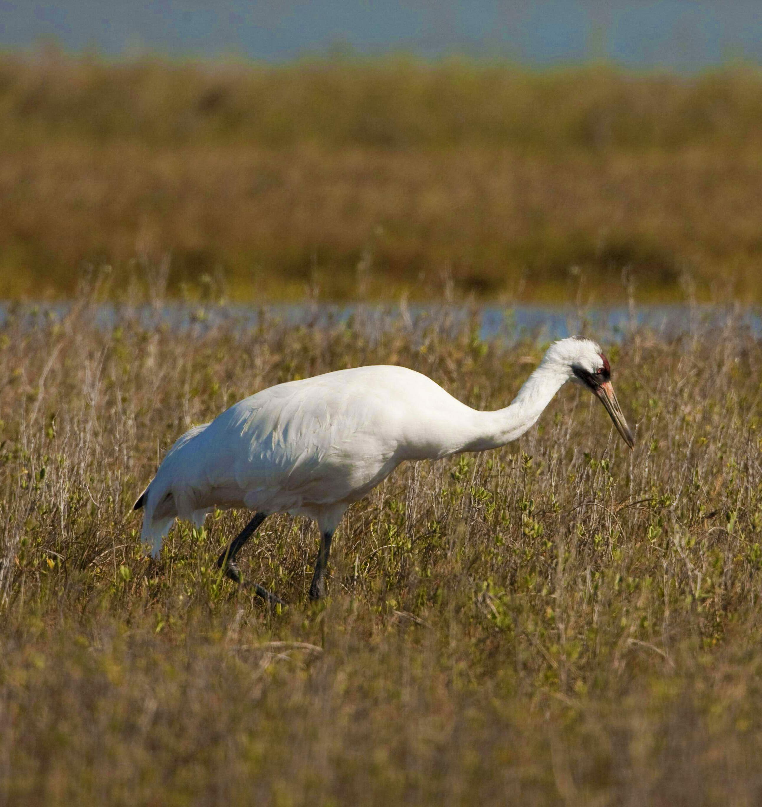 A large bird with white feathers wades through a marsh.