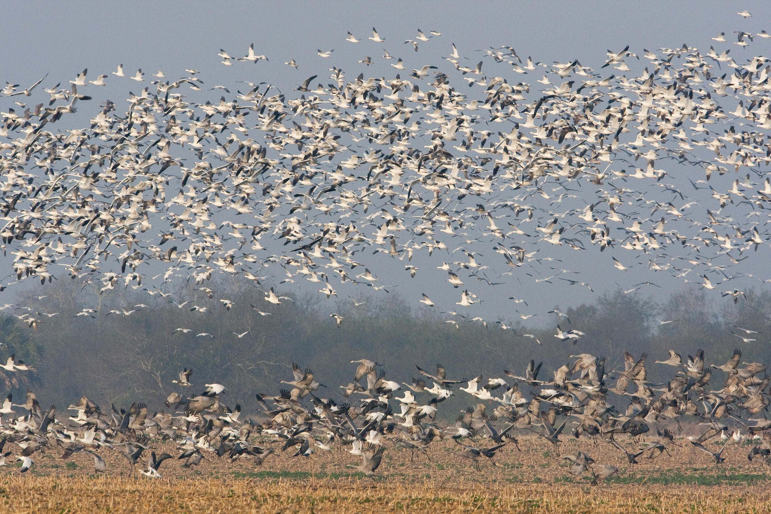 Snow geese flying 