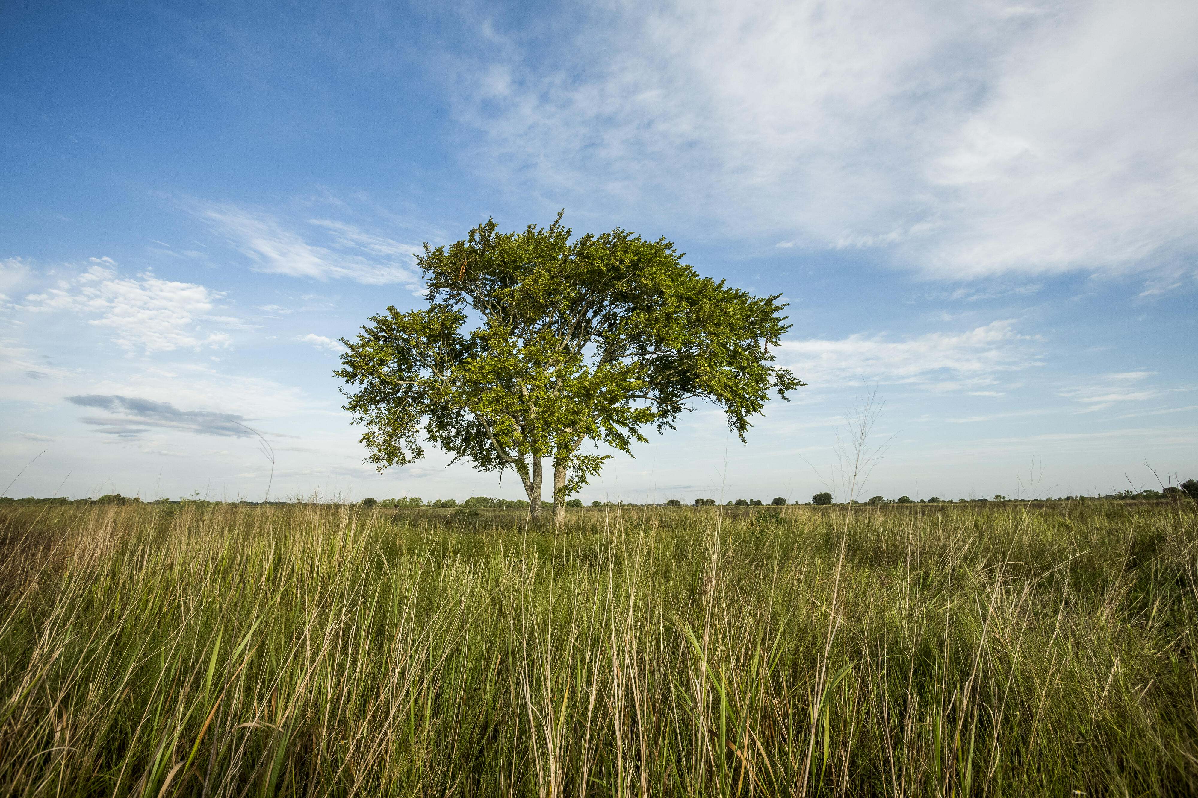 A lone tree grows in the middle of a grassy field.